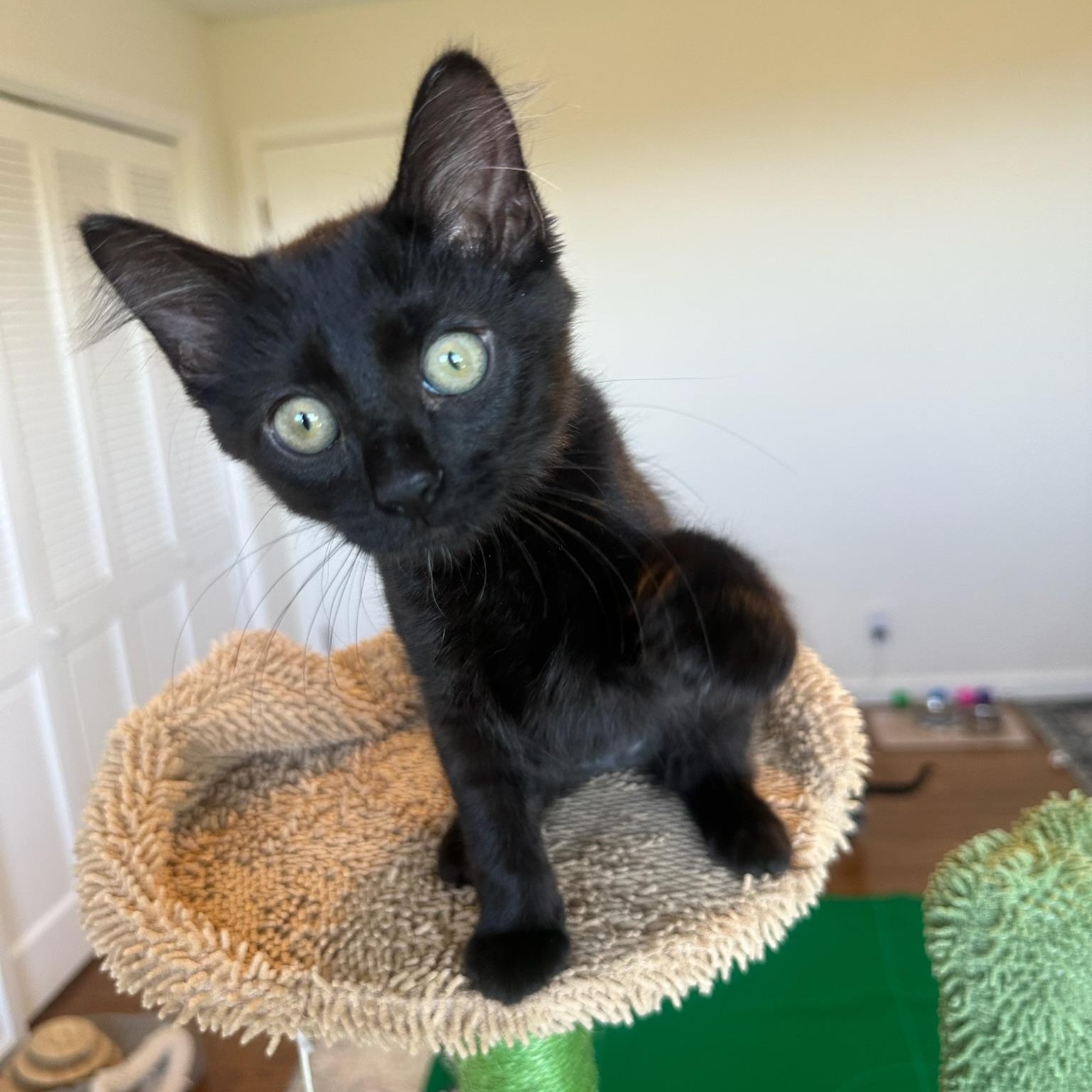 Jade-female kitten, Adoptable, Kitten Female Domestic Long Hair.
