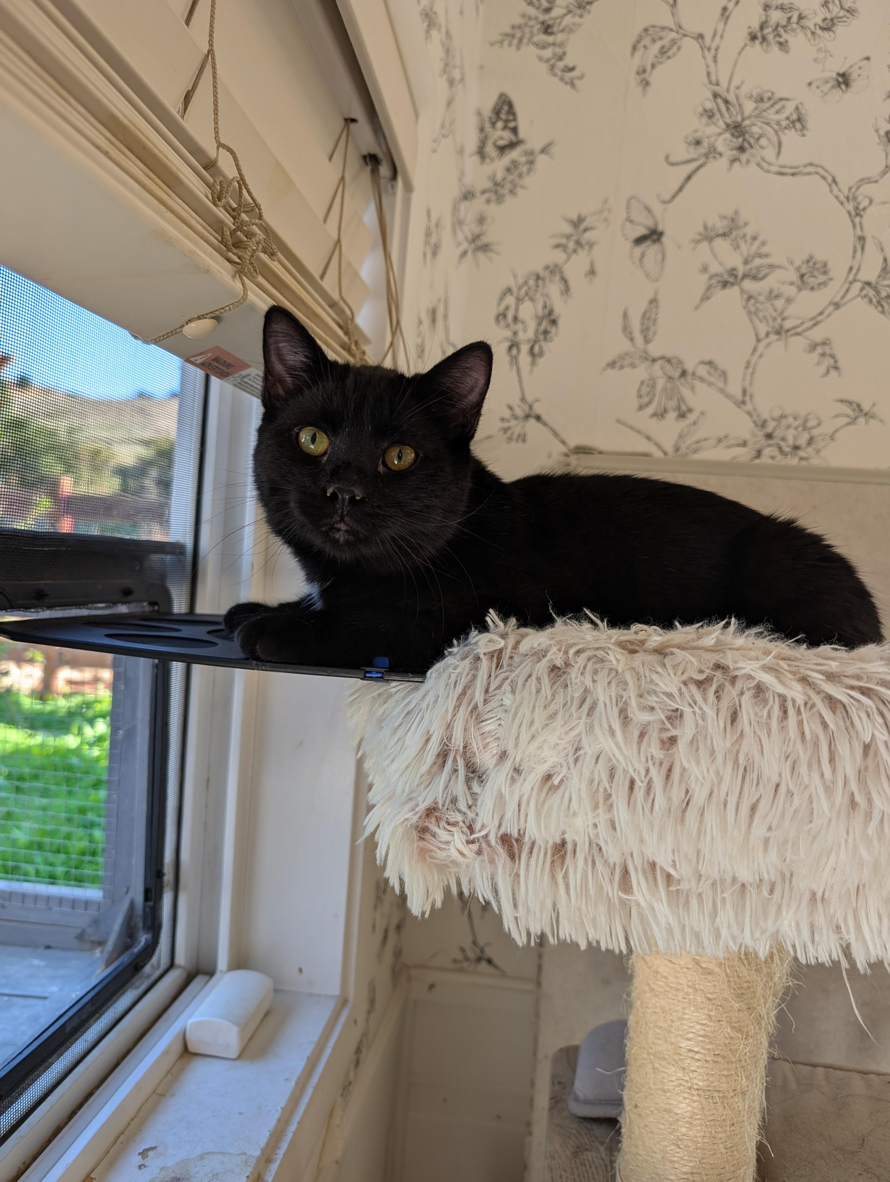 Enlarge Little Man aka Junior - male kitten, an adoptable Domestic Short Hair in San Francisco, CA image 1/5