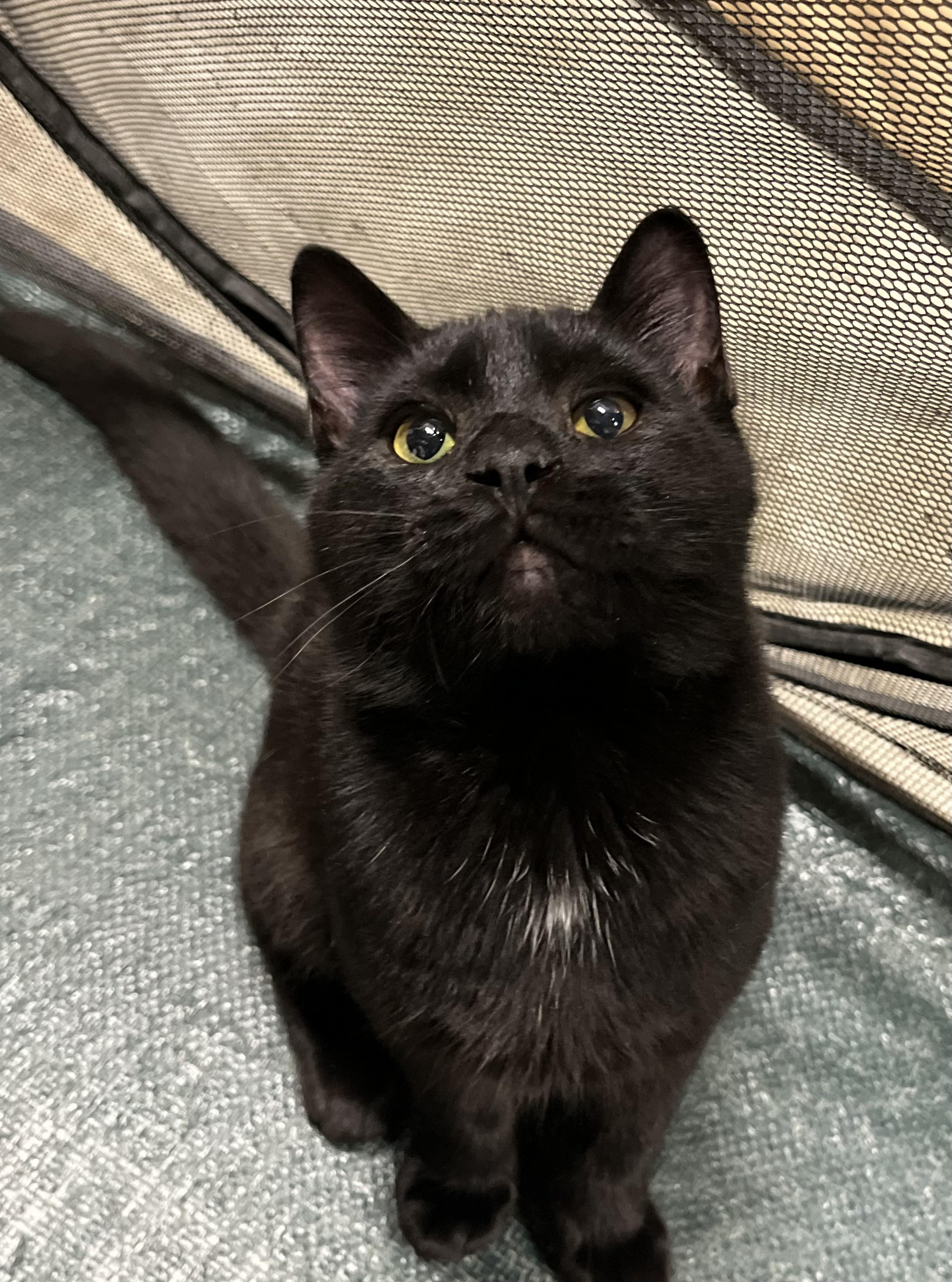 Enlarge Little Man aka Junior - male kitten, an adoptable Domestic Short Hair in San Francisco, CA image 4/5