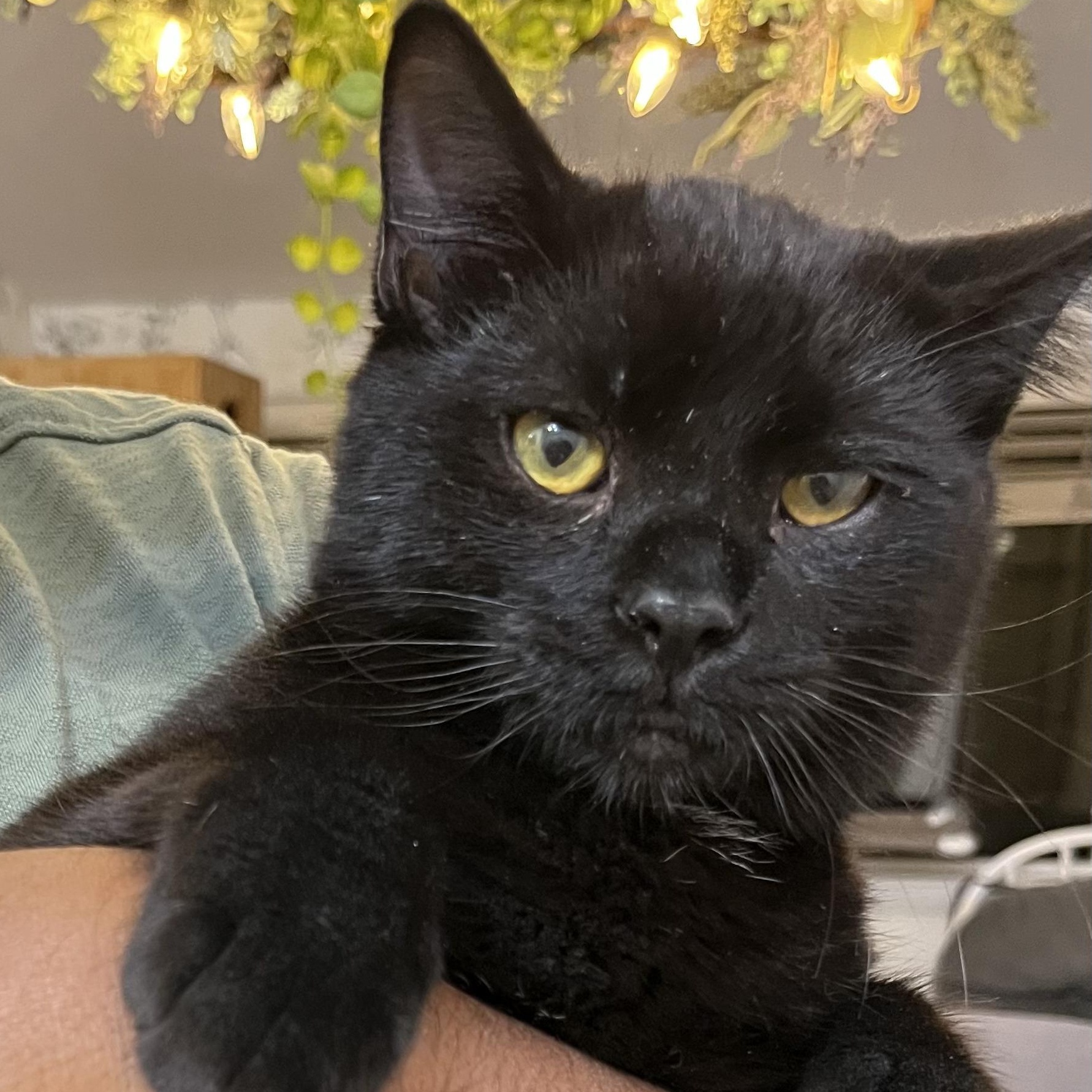 Enlarge Little Man aka Junior - male kitten, an adoptable Domestic Short Hair in San Francisco, CA image 3/5