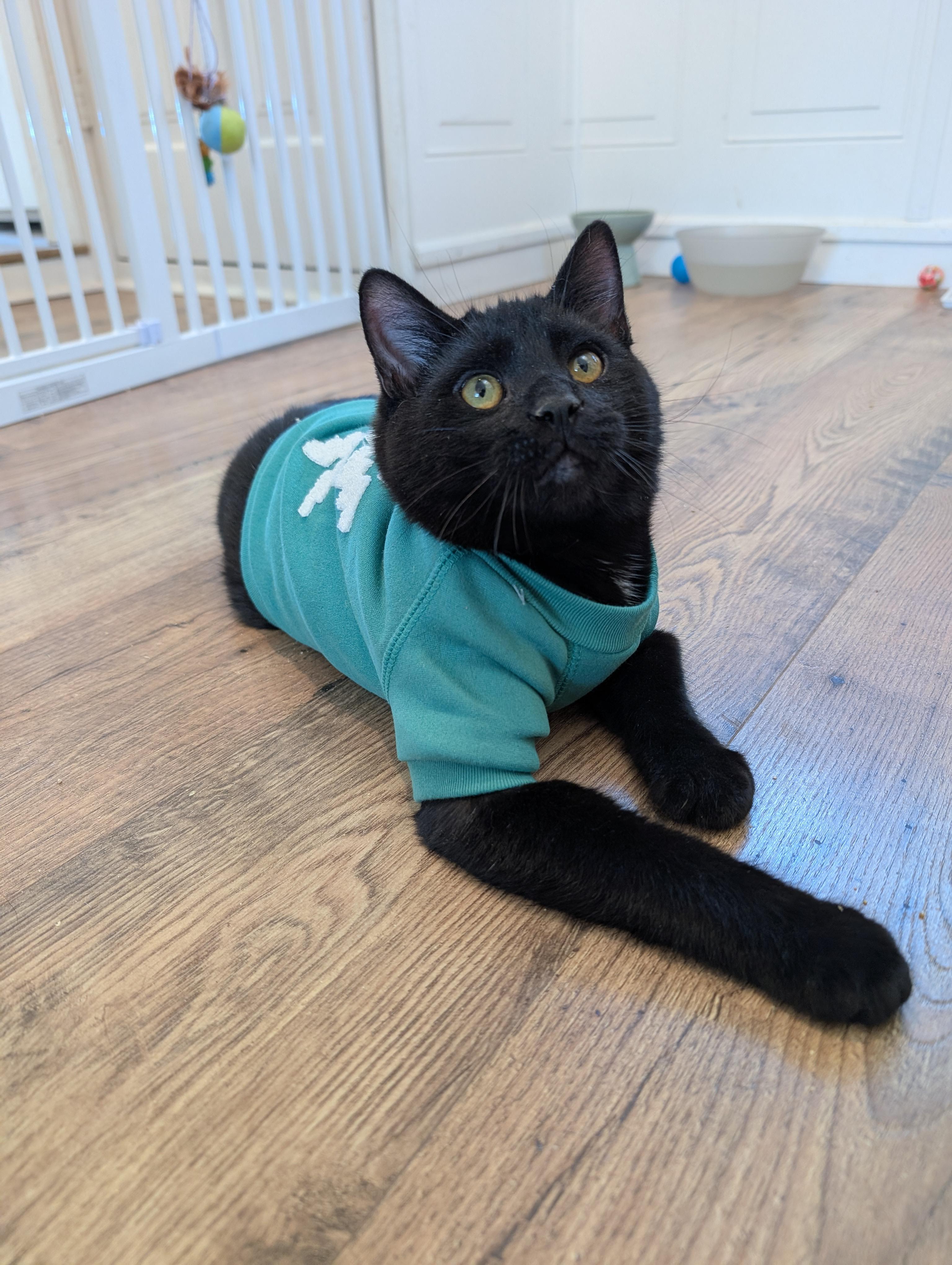 Enlarge Little Man aka Junior - male kitten, an adoptable Domestic Short Hair in San Francisco, CA image 2/5