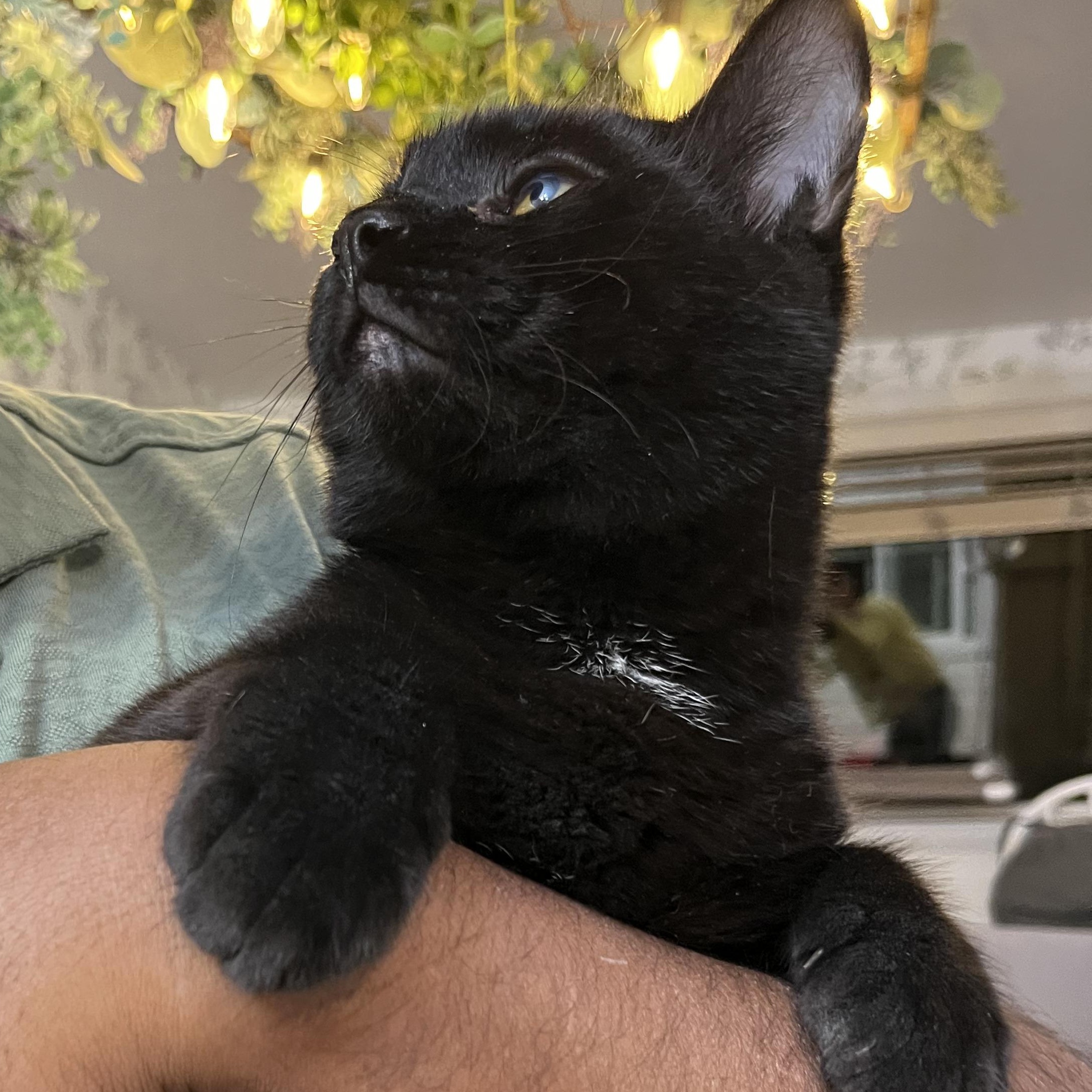 Enlarge Little Man aka Junior - male kitten, an adoptable Domestic Short Hair in San Francisco, CA image 5/5