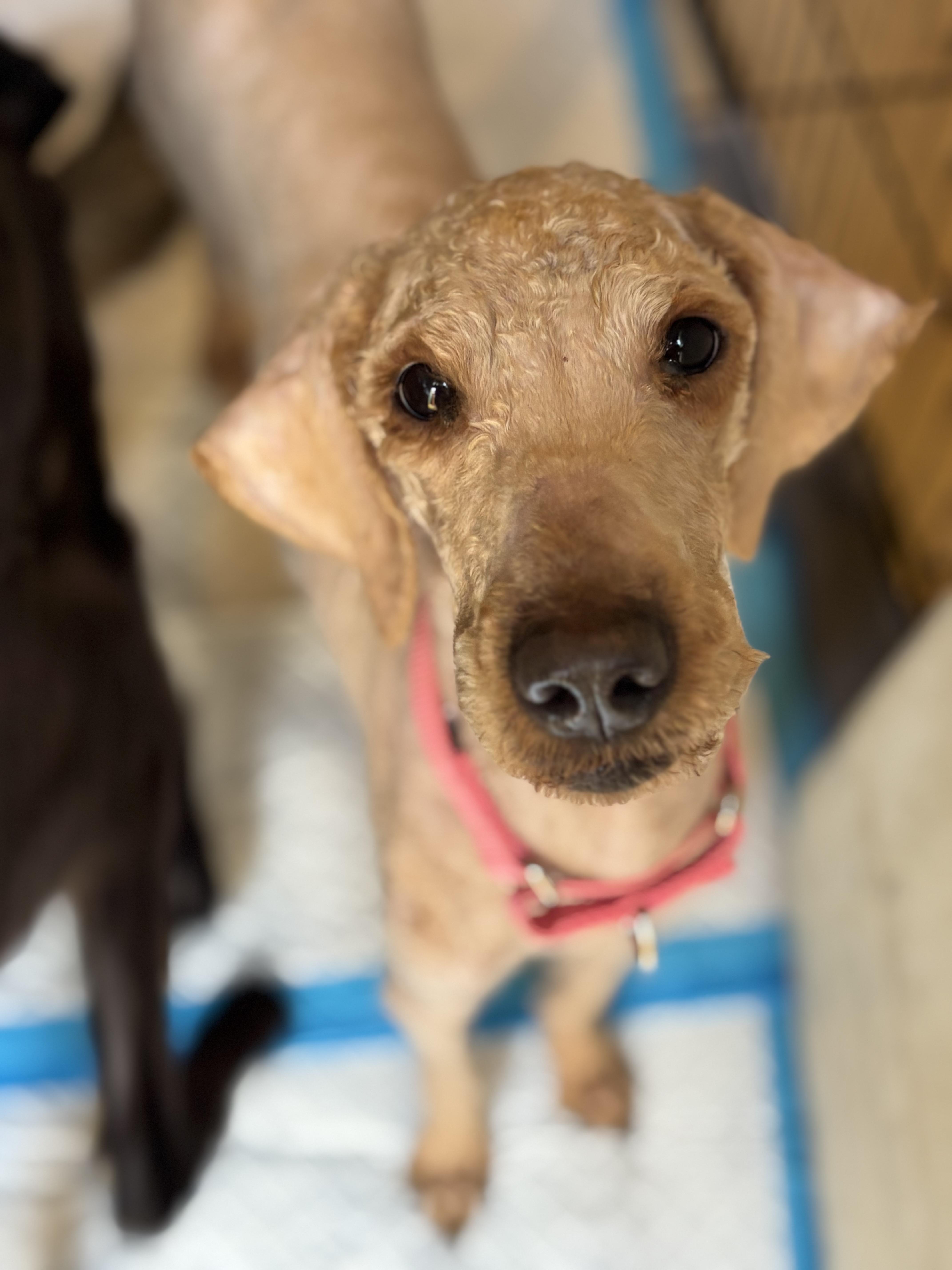 Soufflé , adopted, Young Female Poodle.