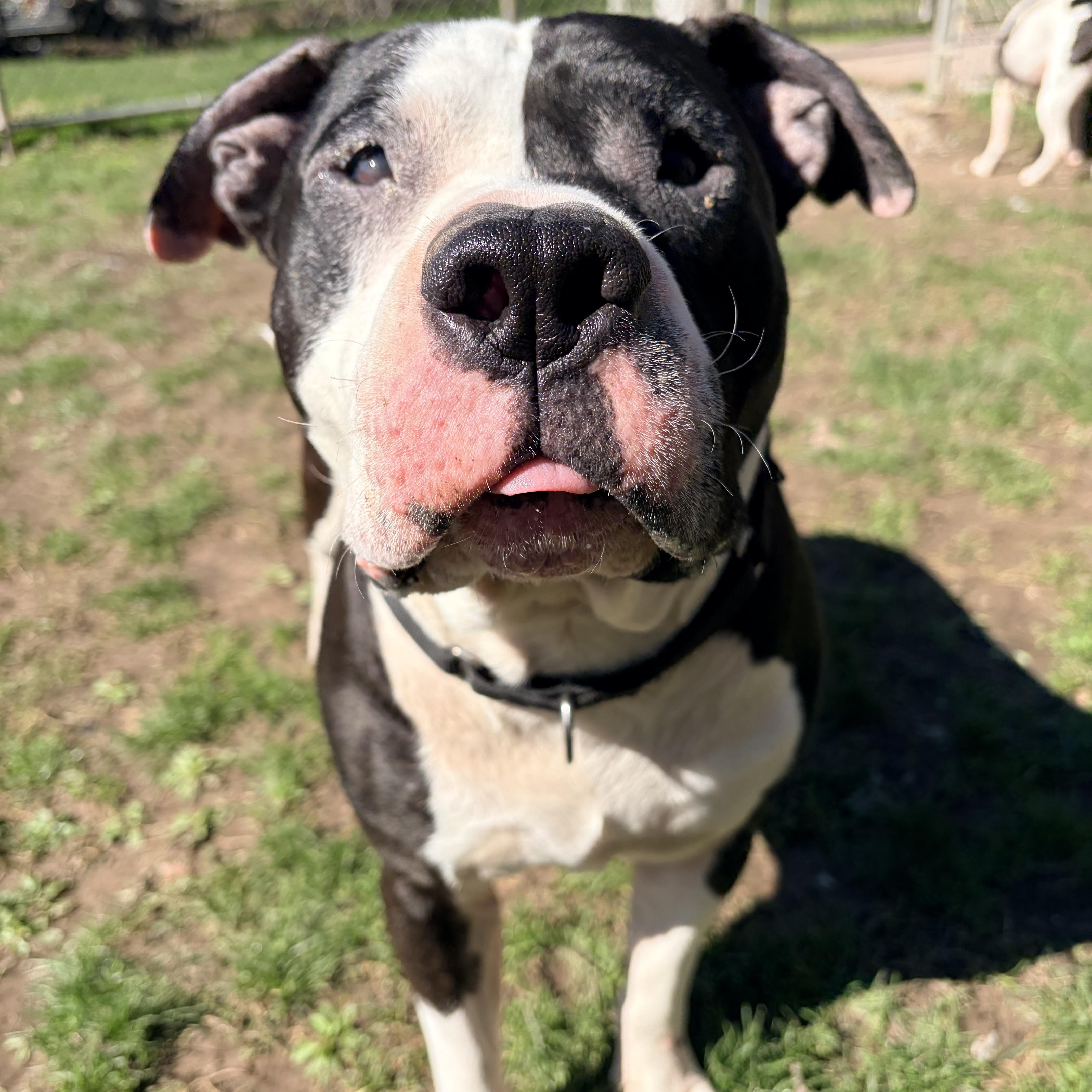 Enlarge Crowley , a ADOPTABLE American Bully in White Oak, PA image 2/6