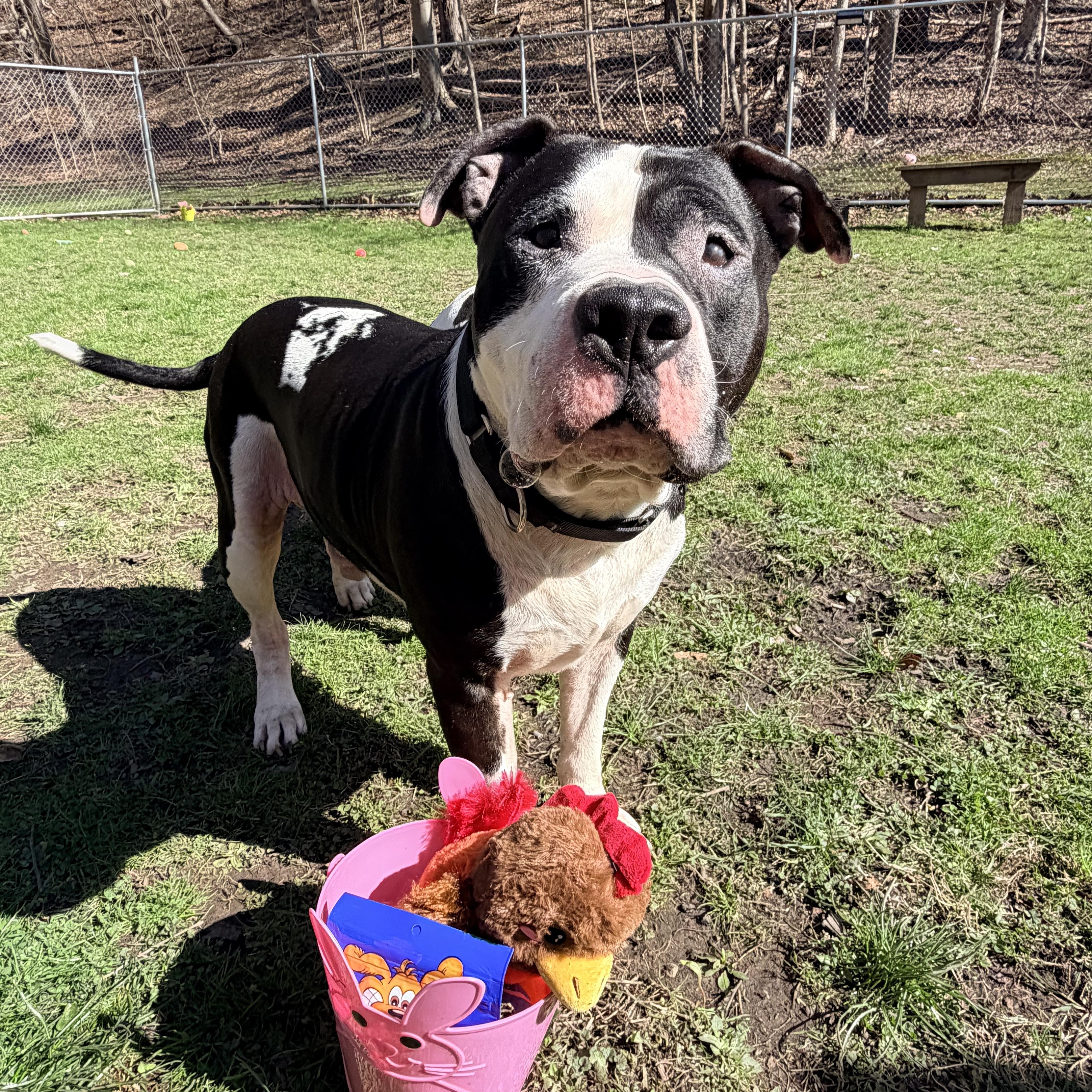 Crowley , ADOPTABLE, Adult Male American Bully.