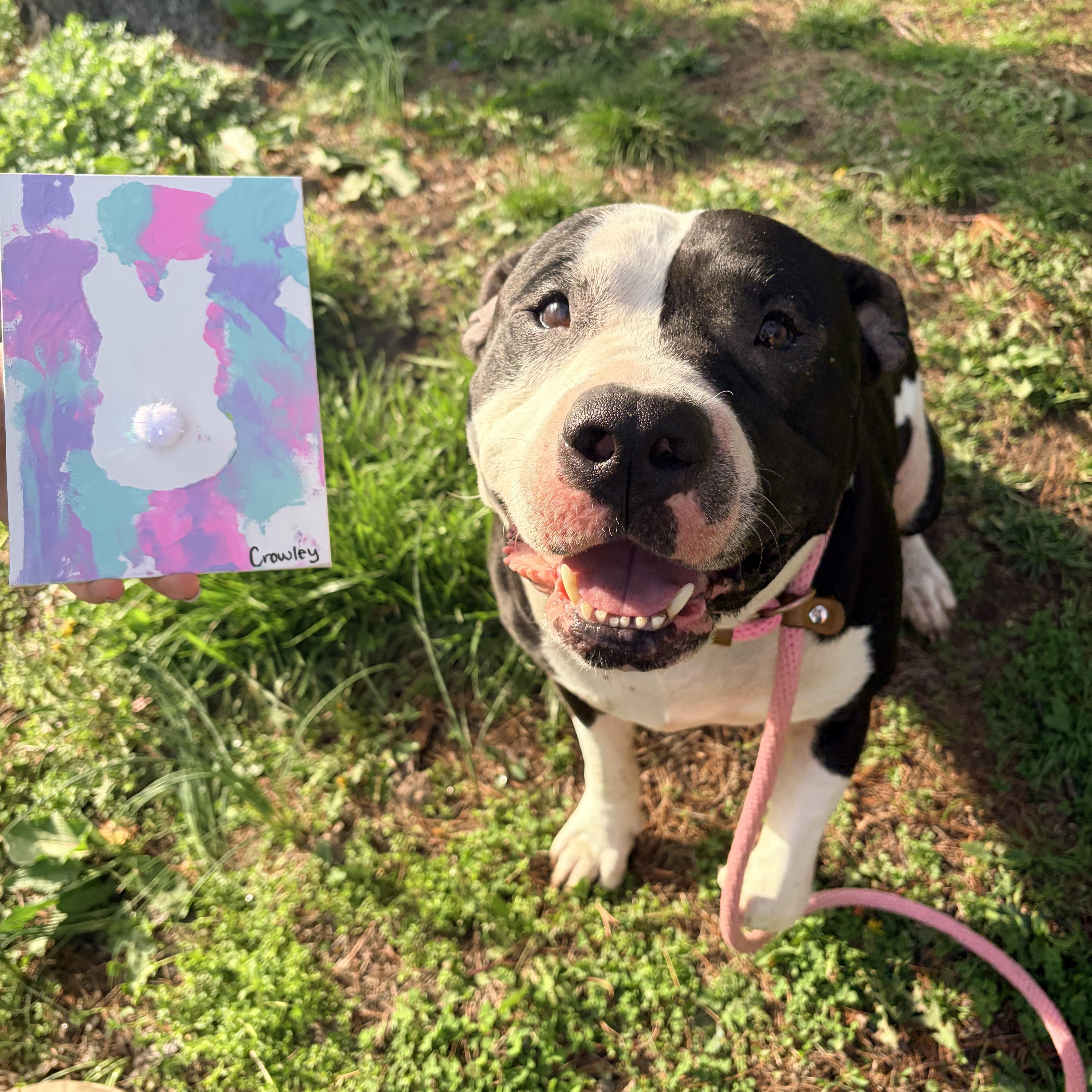 Enlarge Crowley , a ADOPTABLE American Bully in White Oak, PA image 5/6