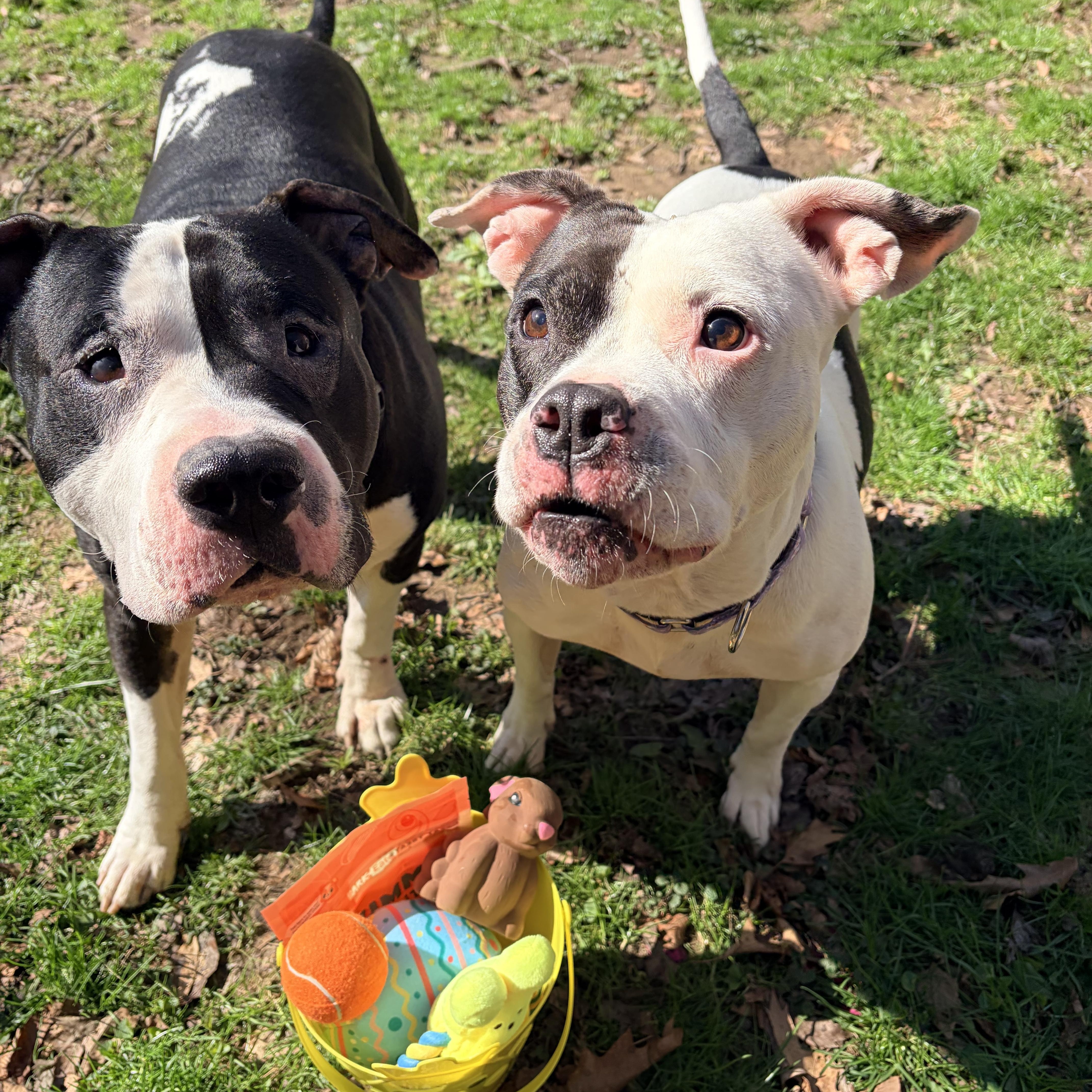 Enlarge Crowley , a ADOPTABLE American Bully in White Oak, PA image 3/6