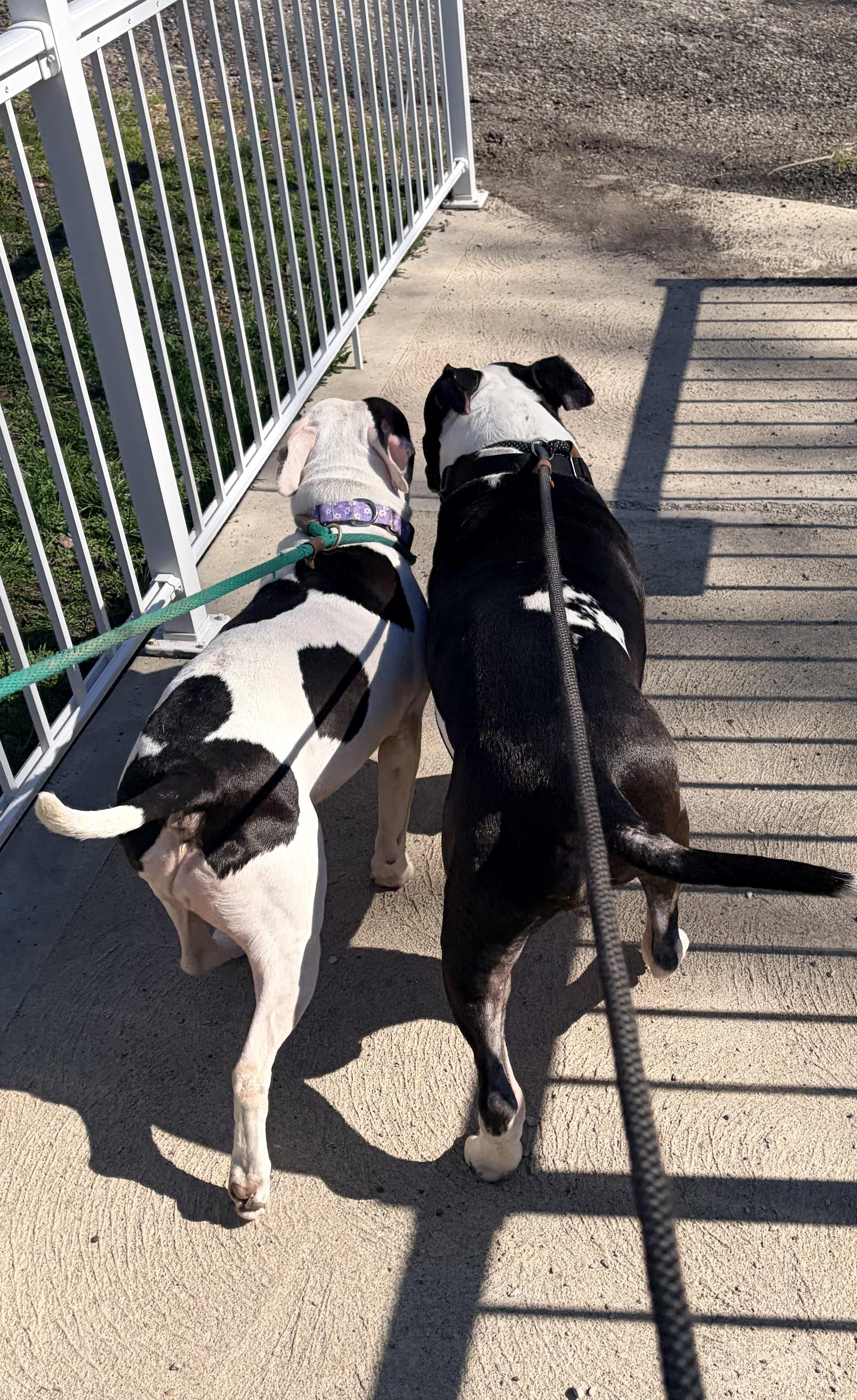 Enlarge Crowley , a ADOPTABLE American Bully in White Oak, PA image 6/6