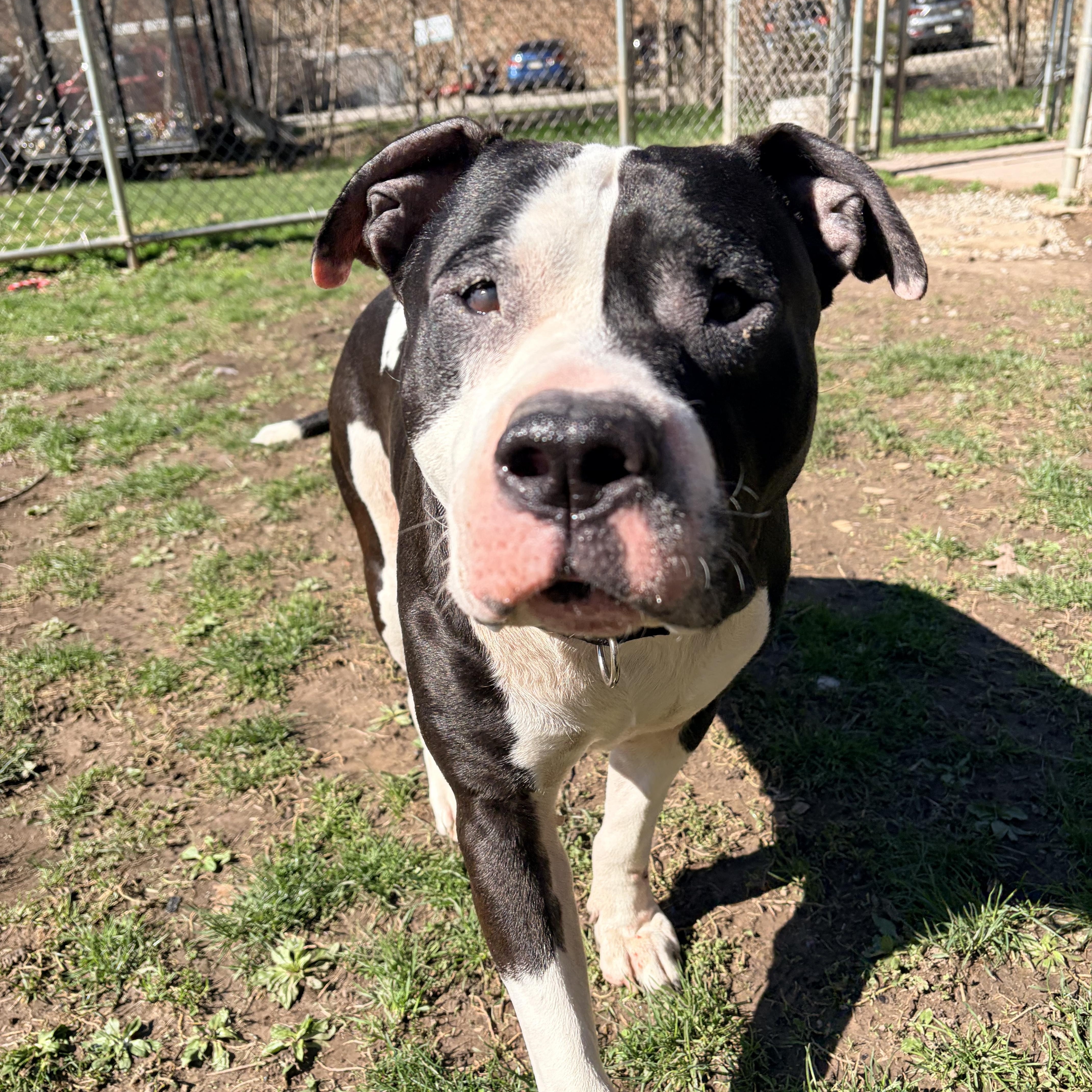 Enlarge Crowley , a ADOPTABLE American Bully in White Oak, PA image 4/6