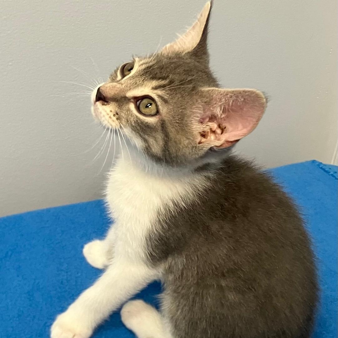Pickle, a ADOPTABLE Domestic Short Hair in Gastonia, NC image 3/4