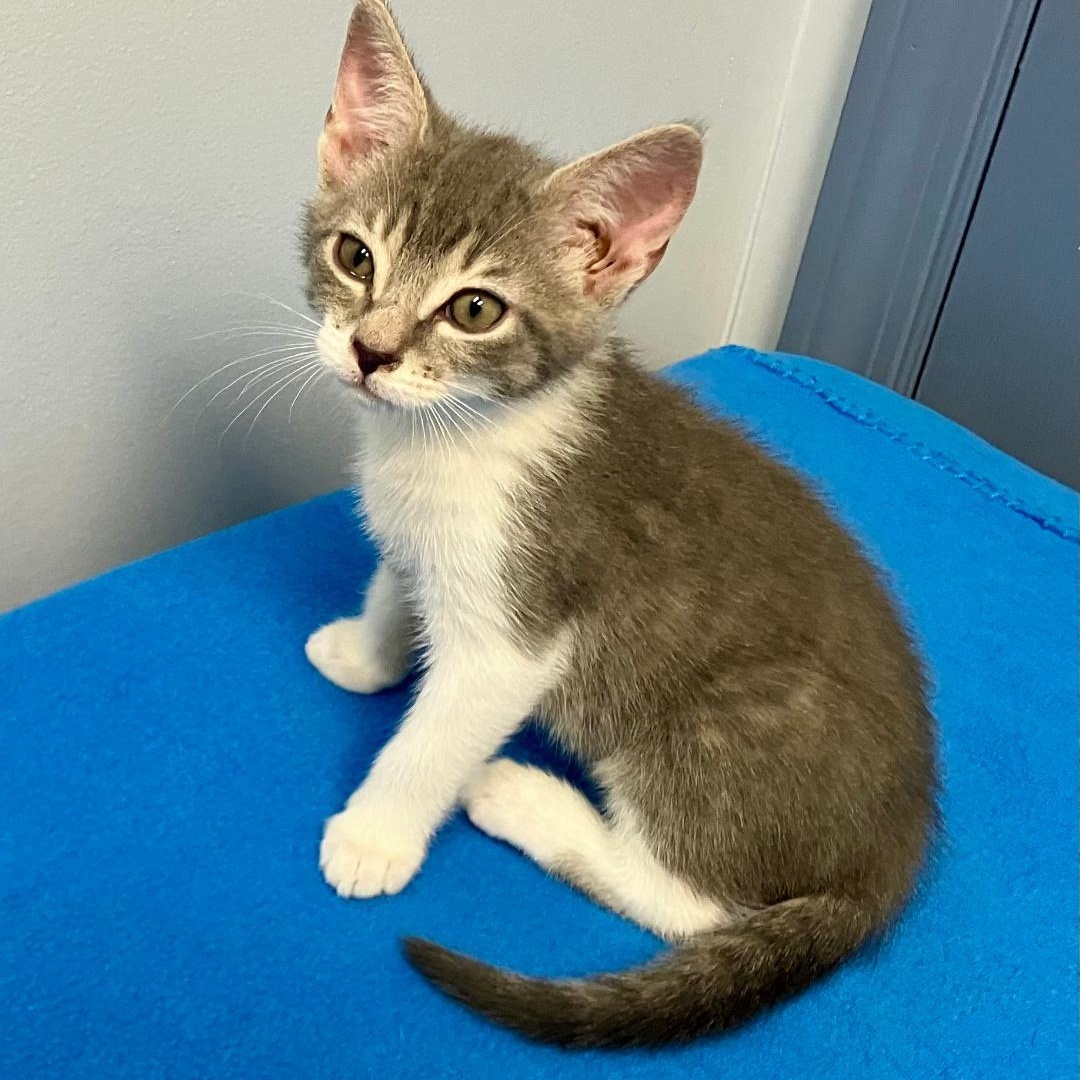 Pickle, a ADOPTABLE Domestic Short Hair in Gastonia, NC image 1/4