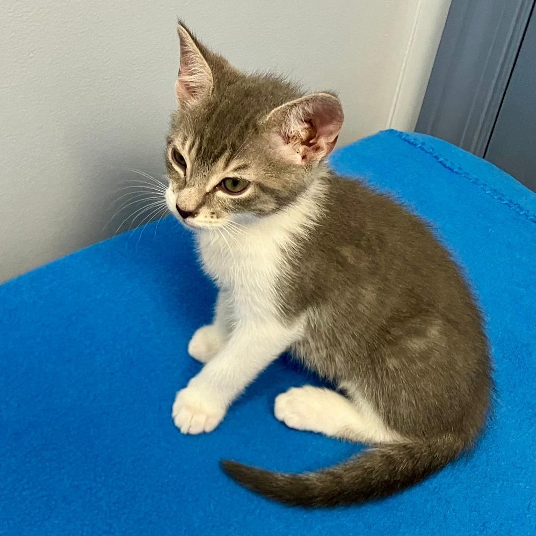 Pickle, a ADOPTABLE Domestic Short Hair in Gastonia, NC image 4/4