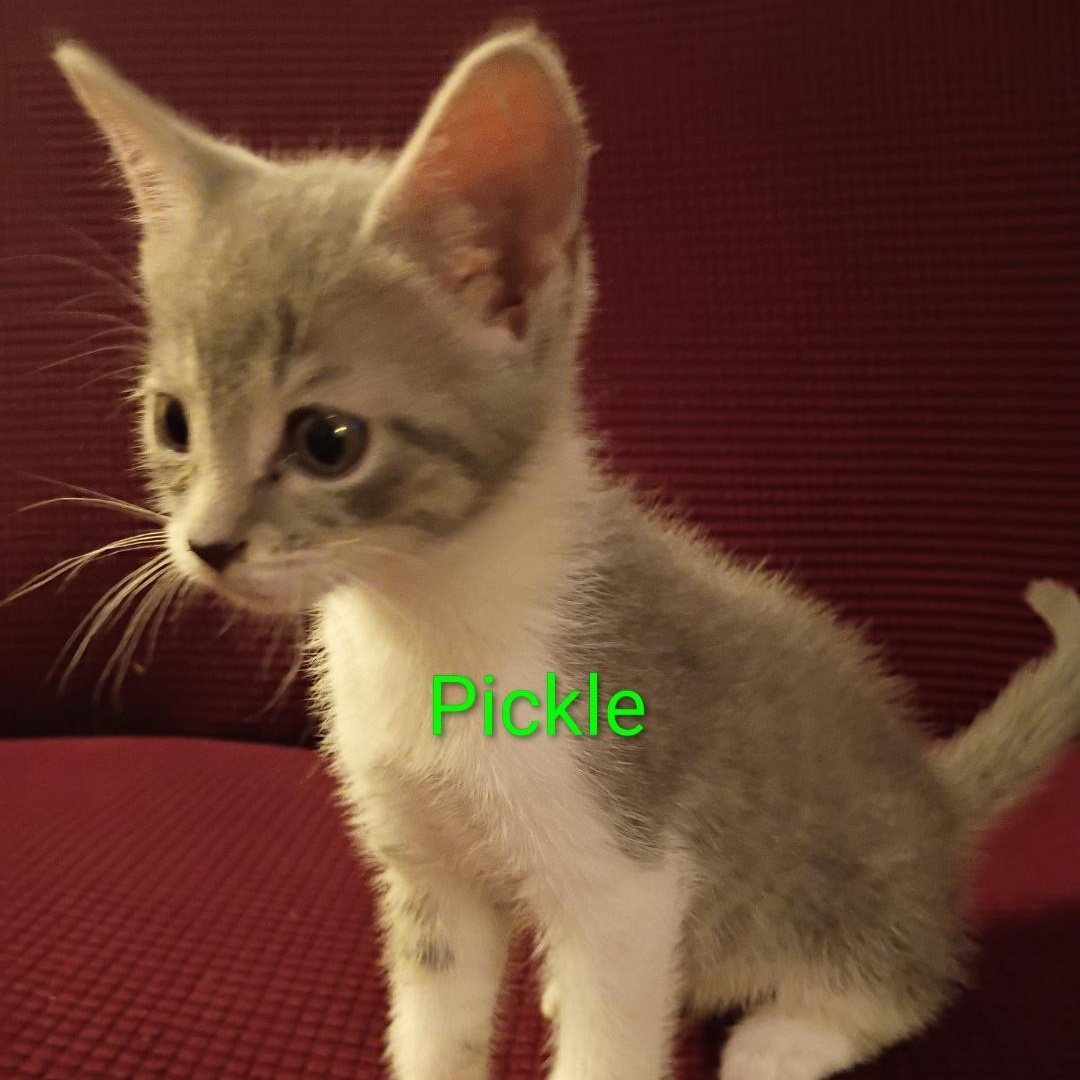 Pickle, a ADOPTABLE Domestic Short Hair in Gastonia, NC image 2/4