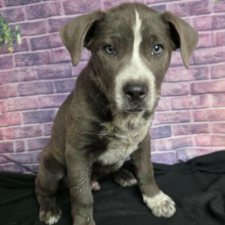 Noodle Nugget, Adoptable, Puppy Male Pit Bull Terrier.