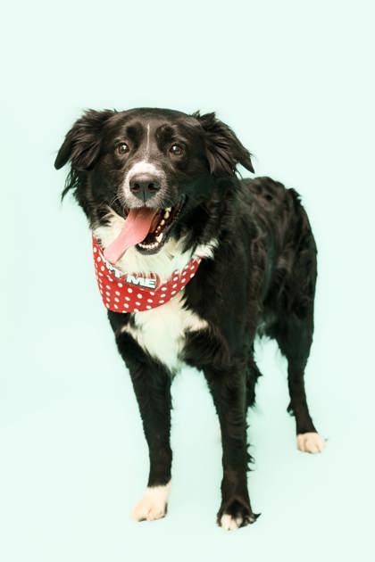 Enlarge Sadie 89693, a Adopted mixed breed in Spanish Fork, UT image 1/1