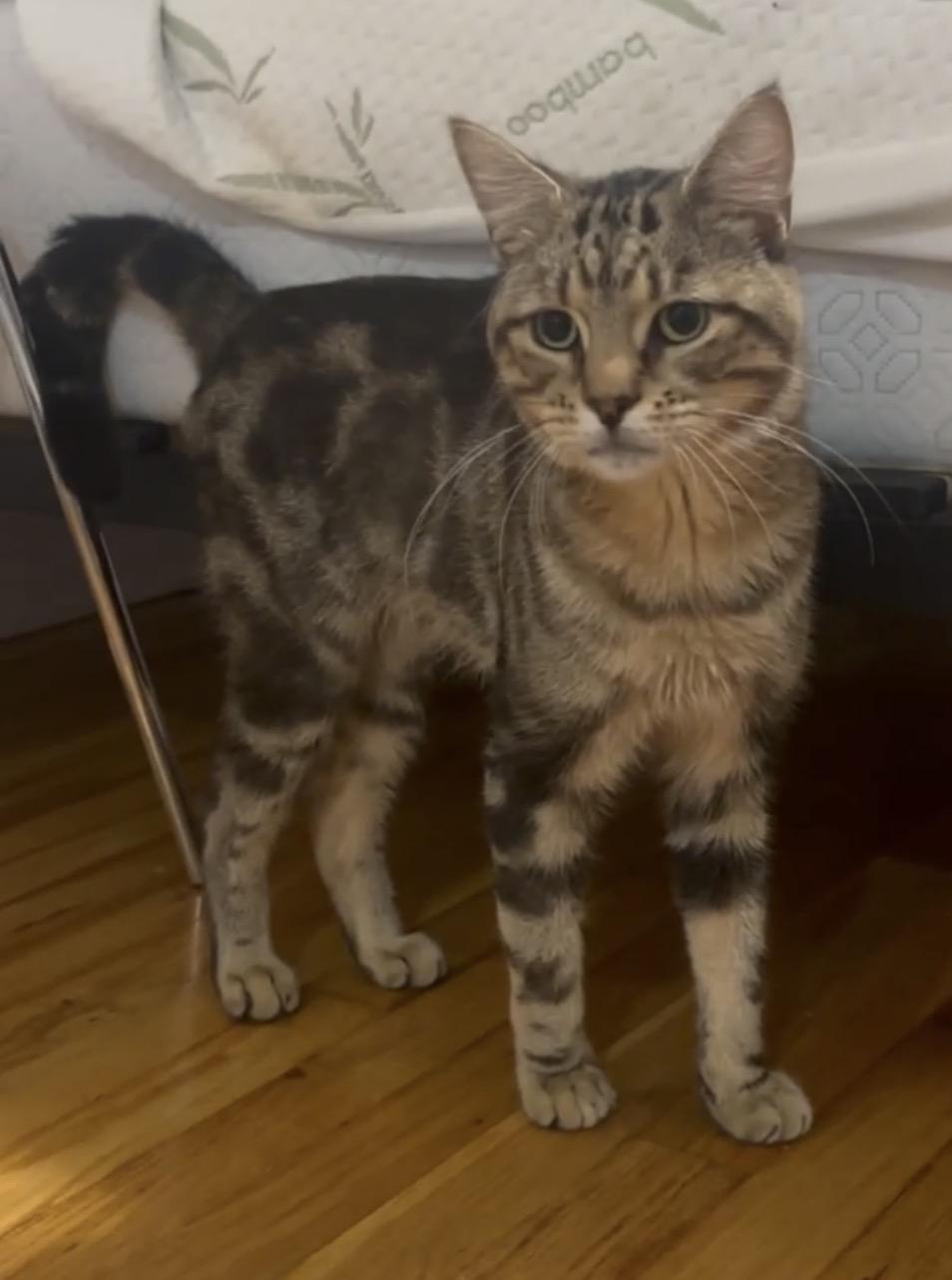 Enlarge Darling ( sweet , playful, affectionate), a Adoptable Domestic Short Hair in Staten island, NY image 5/6