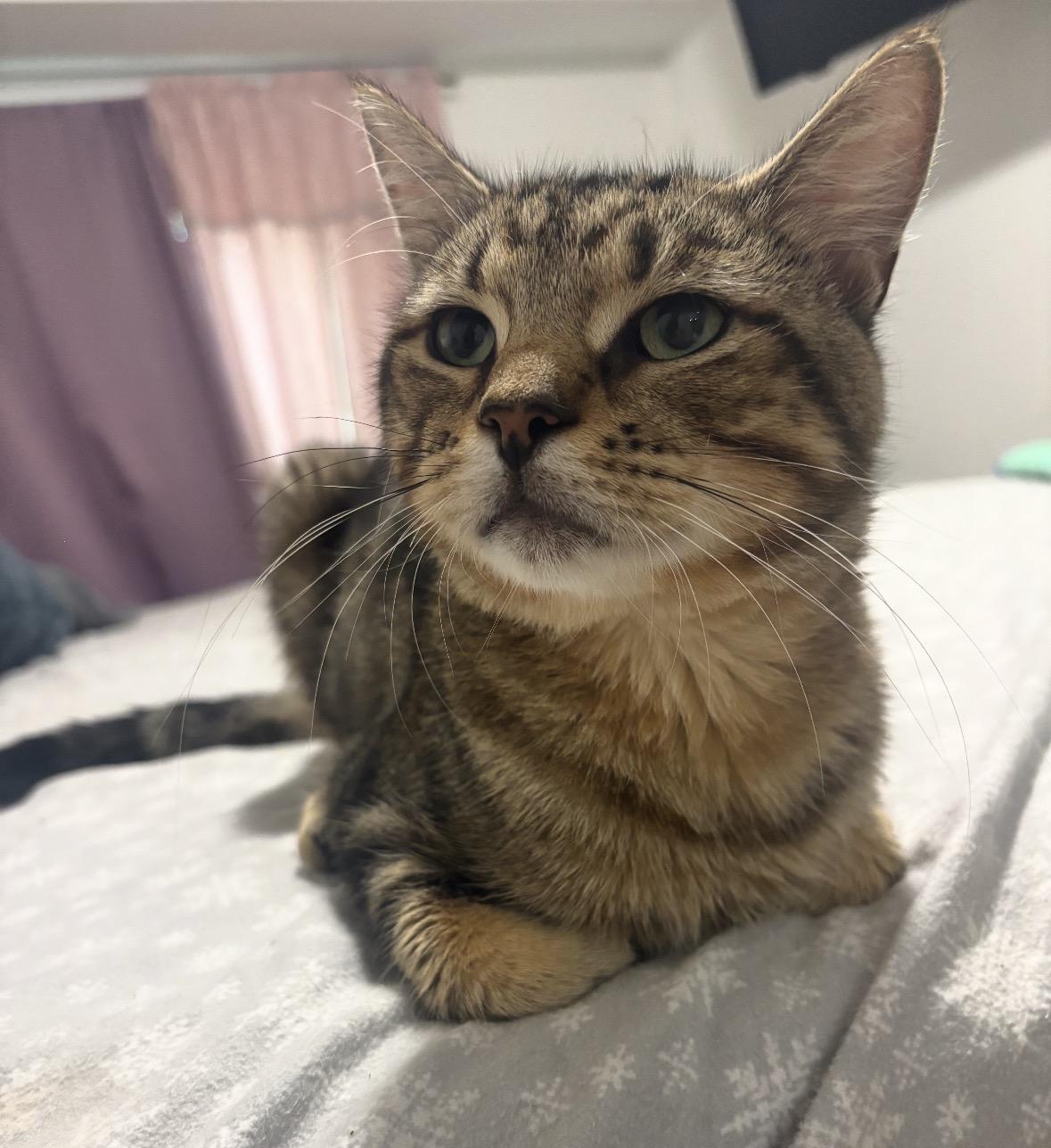 Enlarge Darling ( sweet , playful, affectionate), a Adoptable Domestic Short Hair in Staten island, NY image 4/6