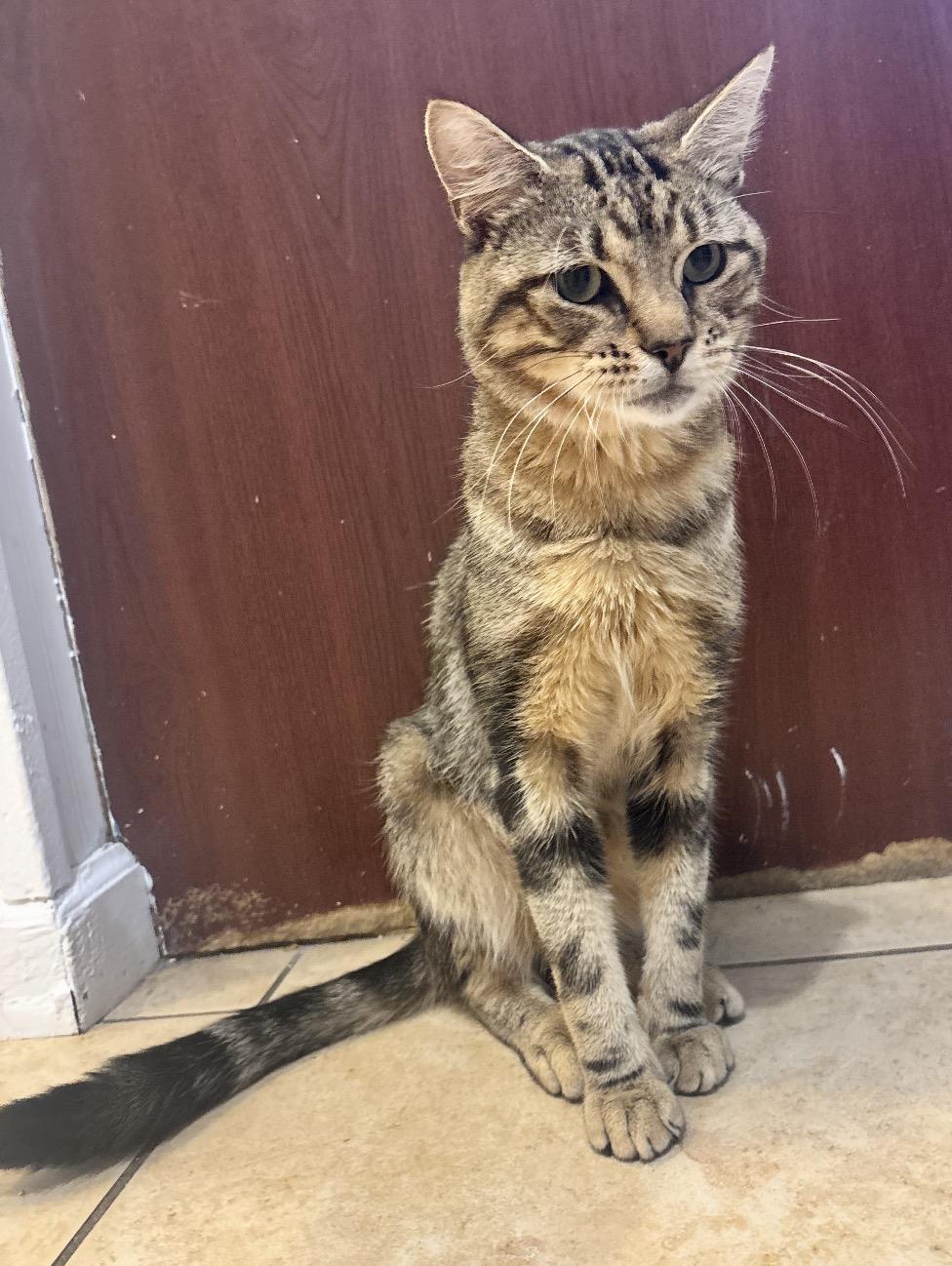 Enlarge Darling ( sweet , playful, affectionate), a Adoptable Domestic Short Hair in Staten island, NY image 6/6