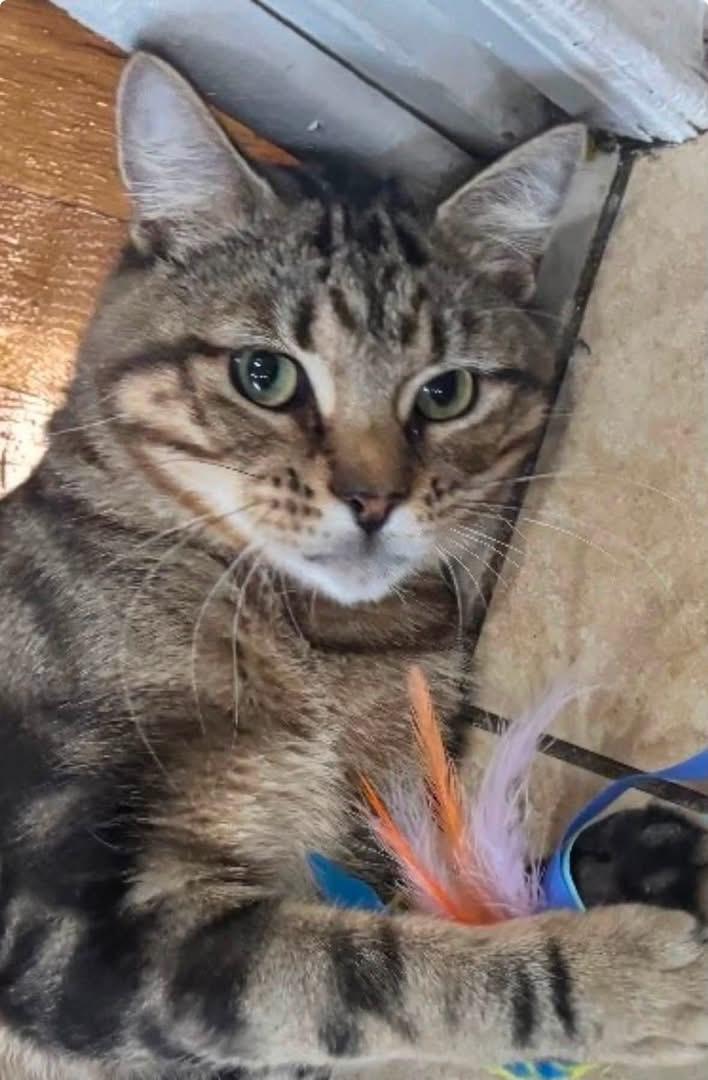 Darling ( sweet , playful, affectionate), Adoptable, Adult Male Domestic Short Hair.