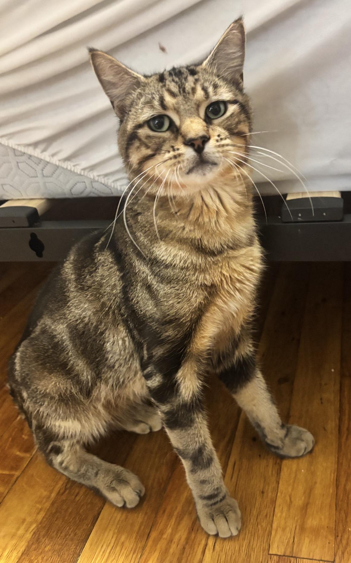 Darling ( sweet , playful, affectionate), Adoptable, Adult Male Domestic Short Hair.