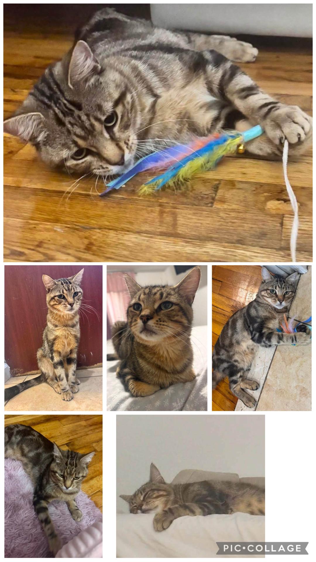 Enlarge Darling ( sweet , playful, affectionate), a Adoptable Domestic Short Hair in Staten island, NY image 6/6