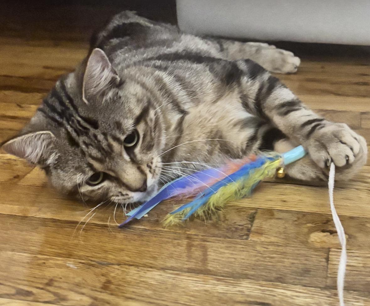 Enlarge Darling ( sweet , playful, affectionate), a Adoptable Domestic Short Hair in Staten island, NY image 2/6
