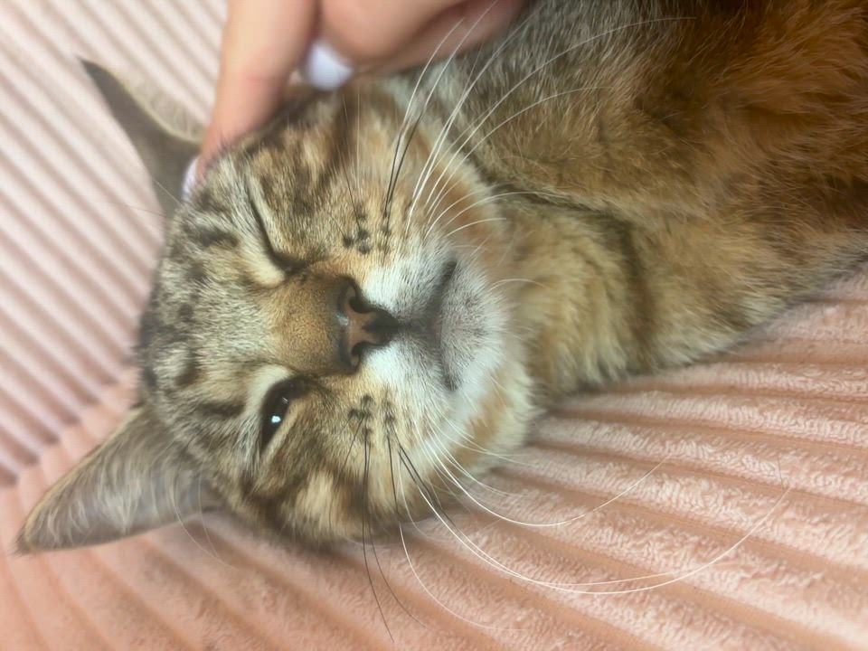 Enlarge Darling ( sweet , playful, affectionate), a Adoptable Domestic Short Hair in Staten island, NY video 3/6