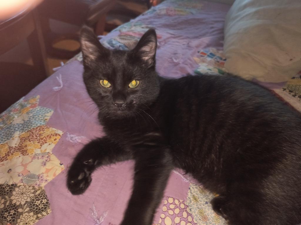 Enlarge Vader, a Adopted mixed breed in Owatonna, MN image 1/1
