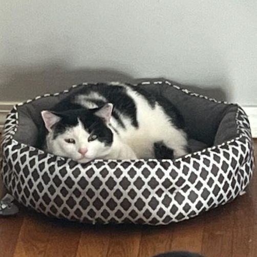 Bugs, a Adoptable Domestic Short Hair in FITCHBURG, MA image 1/3