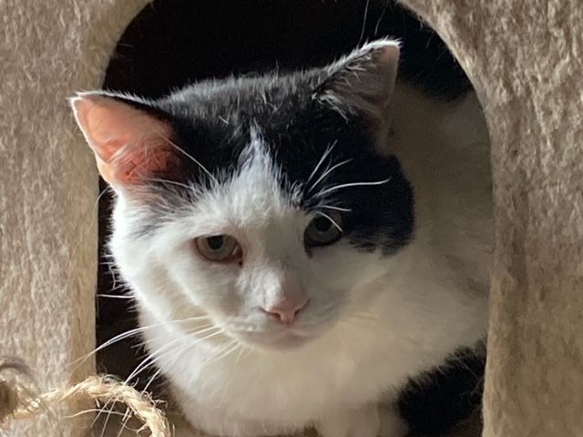 Bugs, a Adoptable Domestic Short Hair in FITCHBURG, MA image 2/3