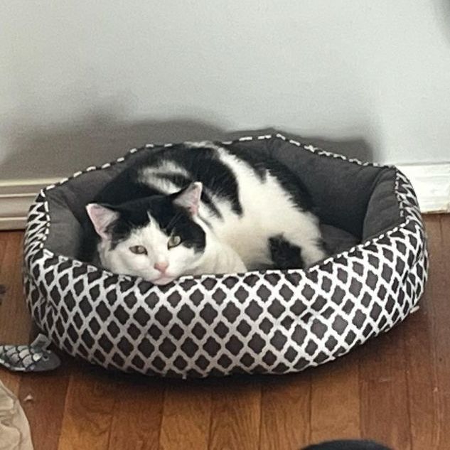 Bugs, a Adoptable Domestic Short Hair in FITCHBURG, MA image 3/3