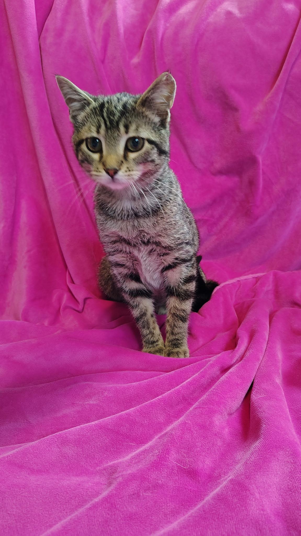 Jasmine, ADOPTABLE, Kitten Female Tabby & Domestic Short Hair.