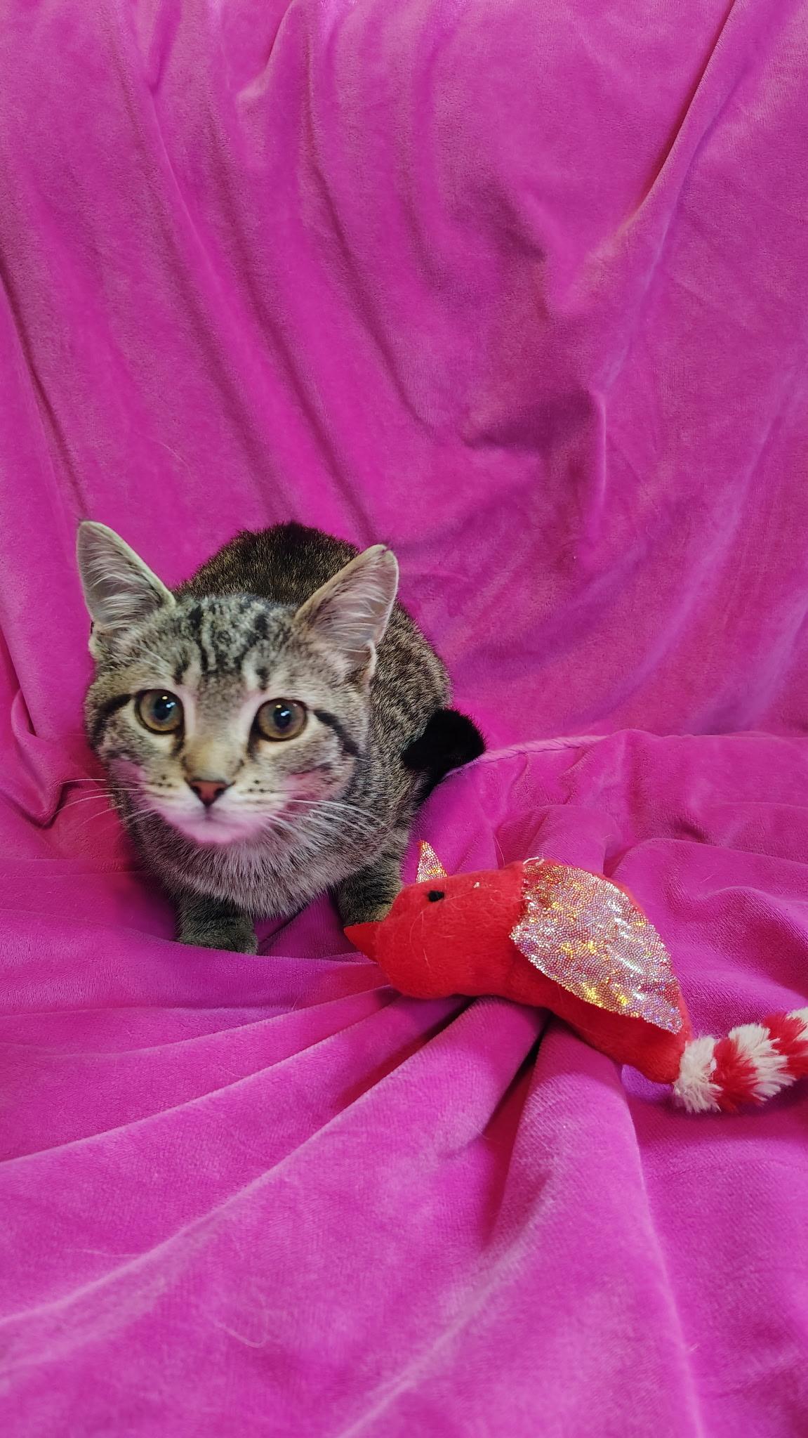 Jasmine, a ADOPTABLE mixed breed in Murray, KY image 4/5