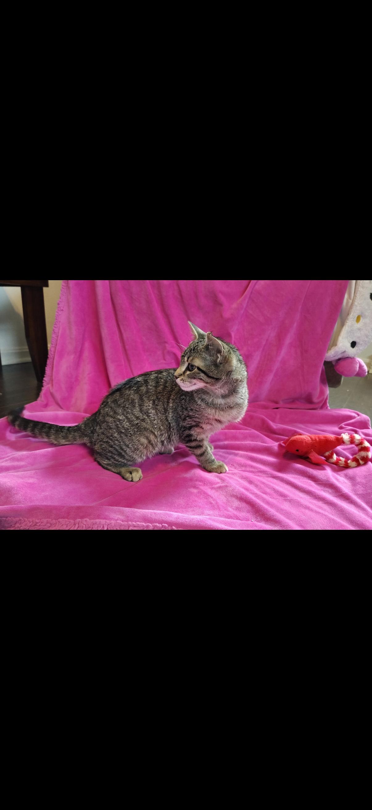 Jasmine, a ADOPTABLE mixed breed in Murray, KY image 2/5