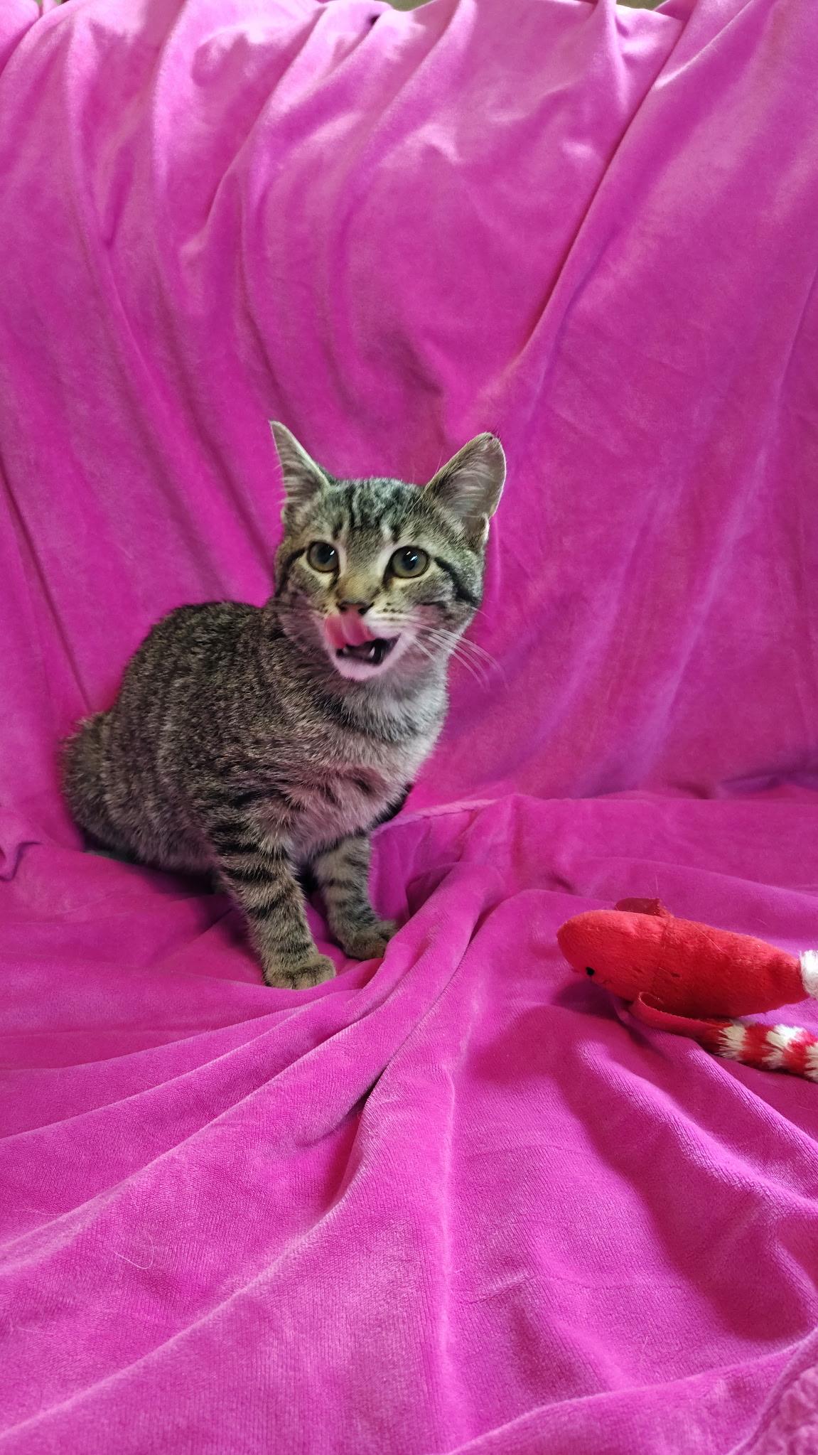 Jasmine, a ADOPTABLE mixed breed in Murray, KY image 5/5