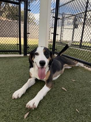 Ruth, Adoptable, Adult Female Treeing Walker Coonhound & Mixed Breed.