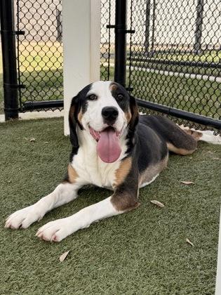 Ruth, Adoptable, Adult Female Treeing Walker Coonhound & Mixed Breed.
