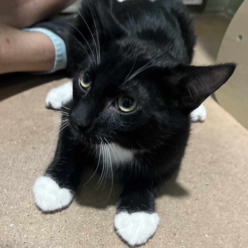 TUX, Adoptable, Young Male Domestic Short Hair & Domestic Short Hair.