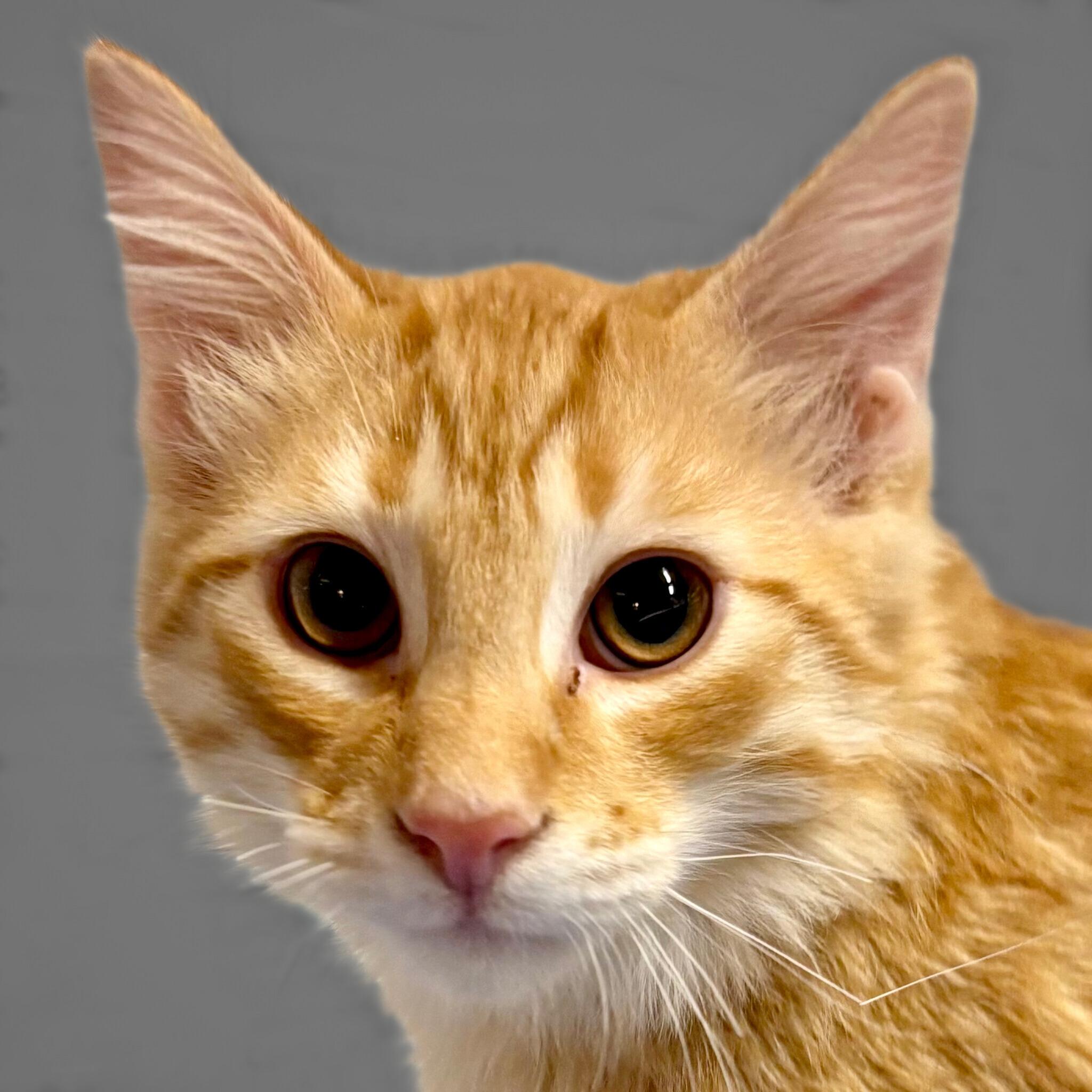 Cheddar, Adopted, Young Male Domestic Medium Hair.