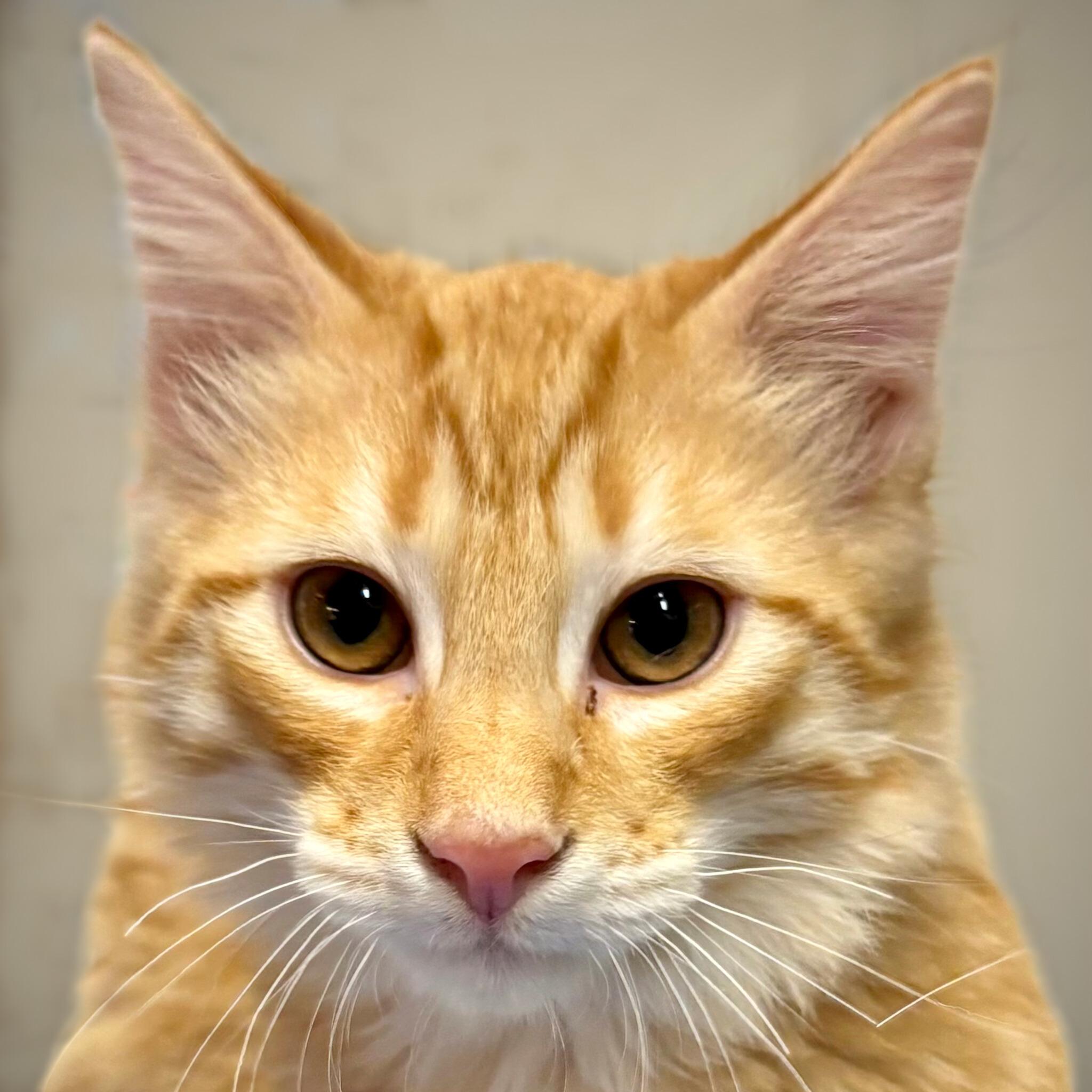 Enlarge Cheddar, a Adopted mixed breed in Santa Fe, NM image 2/2