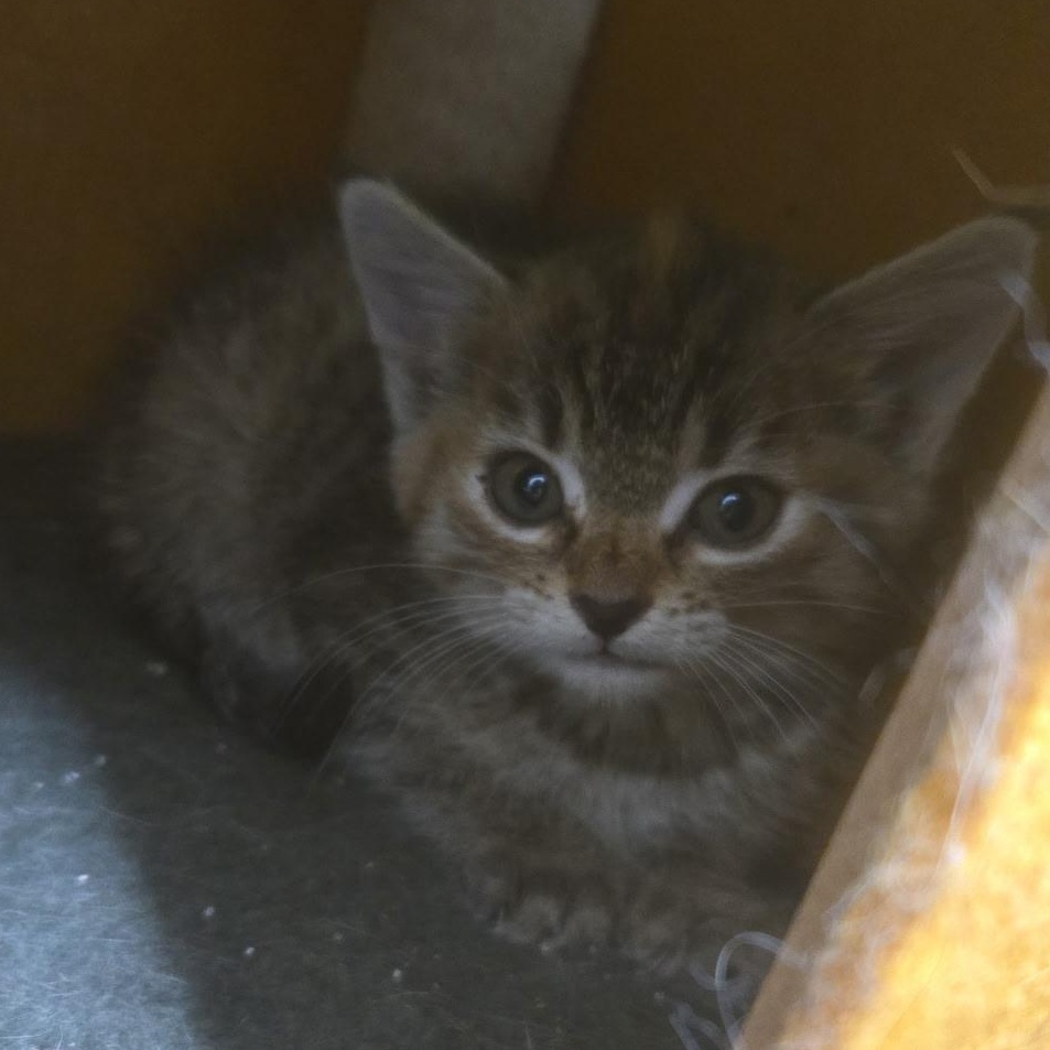 Enlarge Chili, a Adoptable Domestic Short Hair in Sauk City, WI image 2/3