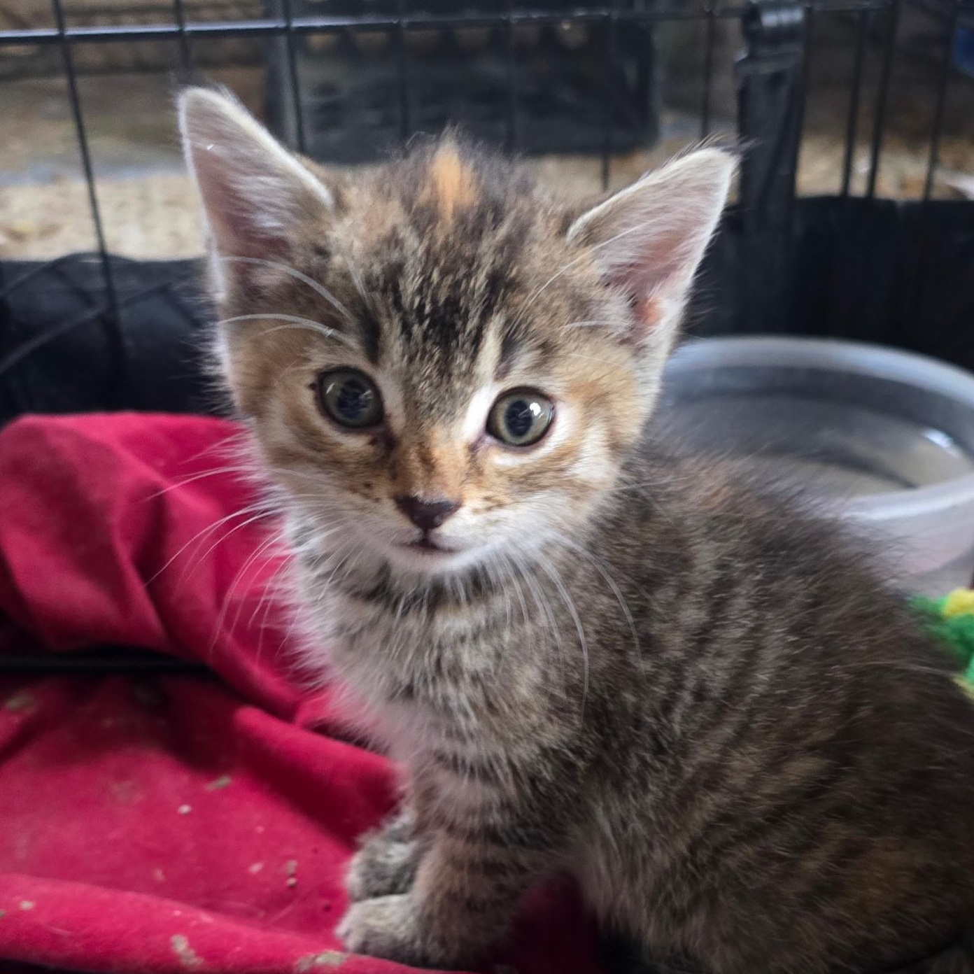Chili, Adoptable, Kitten Female Domestic Short Hair.