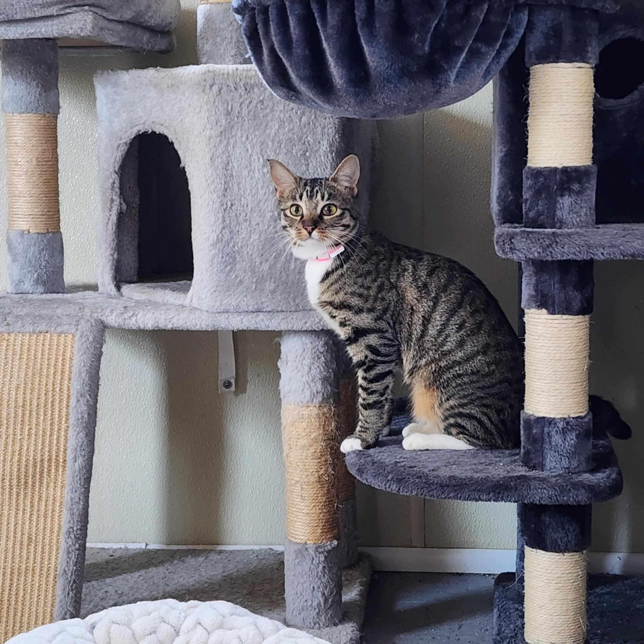 Lea *SPONSORED*, a Adoptable Domestic Short Hair in Umatilla, FL image 2/3