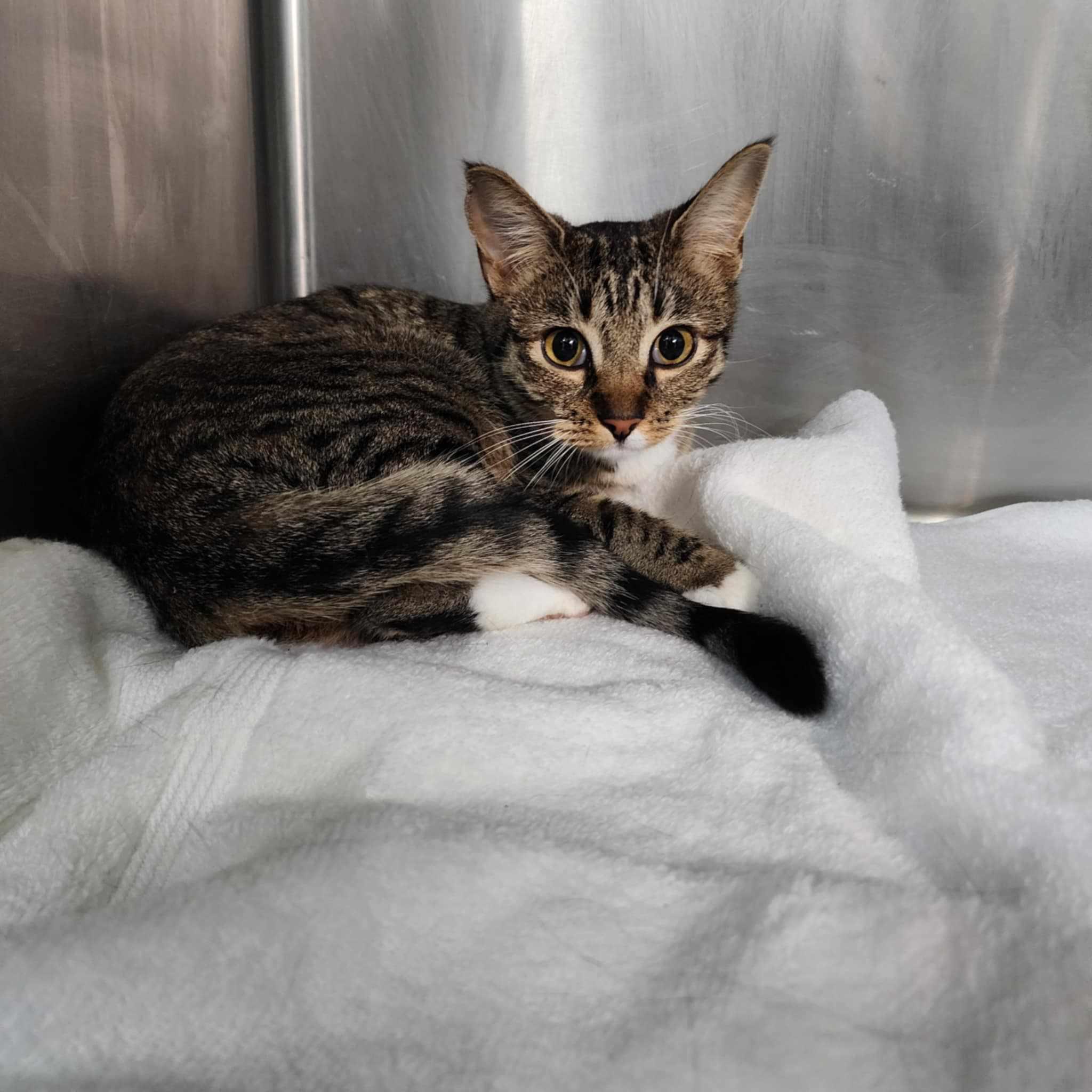 Lea *SPONSORED*, a Adoptable Domestic Short Hair in Umatilla, FL image 3/3