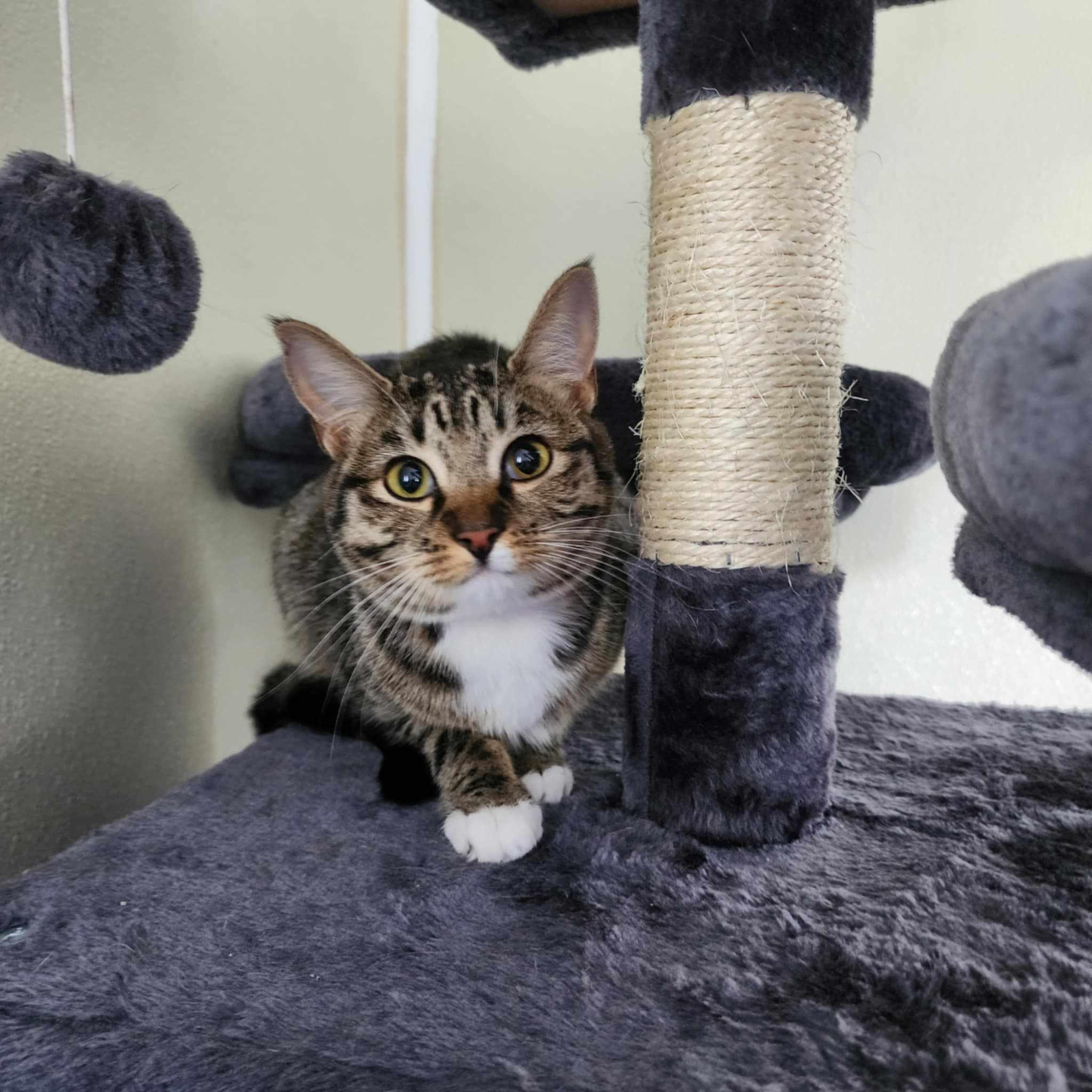 Lea *SPONSORED*, a Adoptable Domestic Short Hair in Umatilla, FL image 1/3