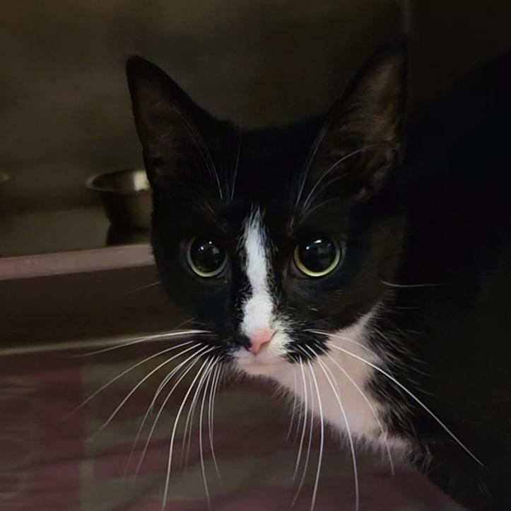 Lenora: Visit me at Elkhart PetSmart!, Adoptable, Adult Female Domestic Short Hair.