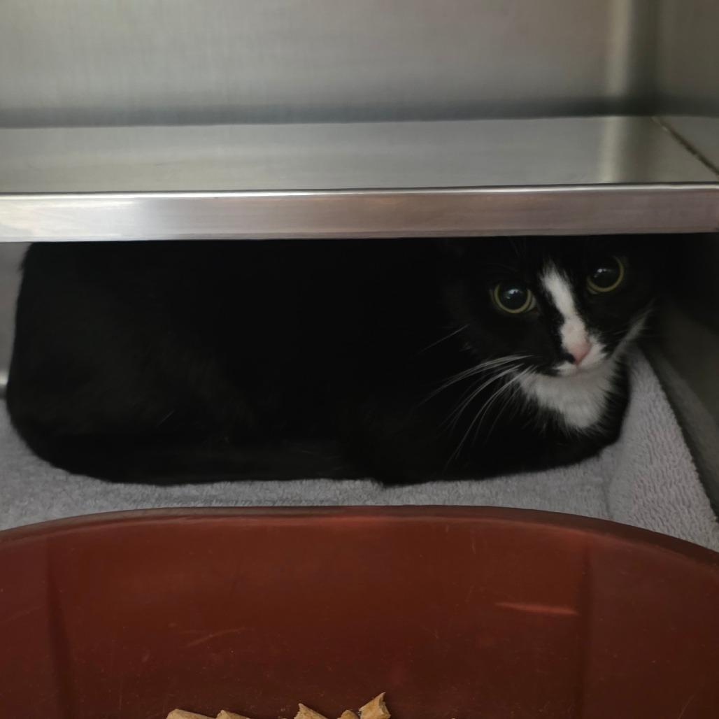 Enlarge Lenora: Visit me at Elkhart PetSmart!, a Adoptable Domestic Short Hair in Bristol, IN image 2/5