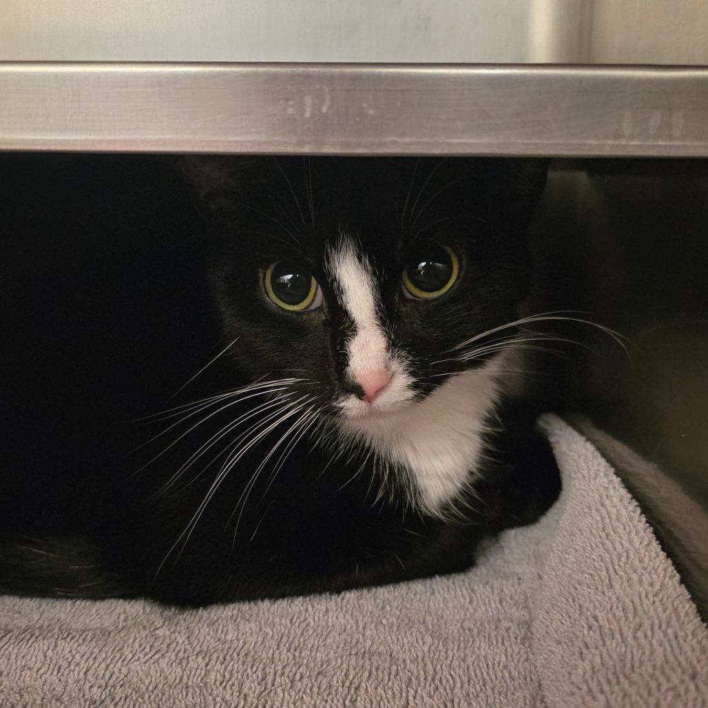 Enlarge Lenora: Visit me at Elkhart PetSmart!, a Adoptable Domestic Short Hair in Bristol, IN image 3/5