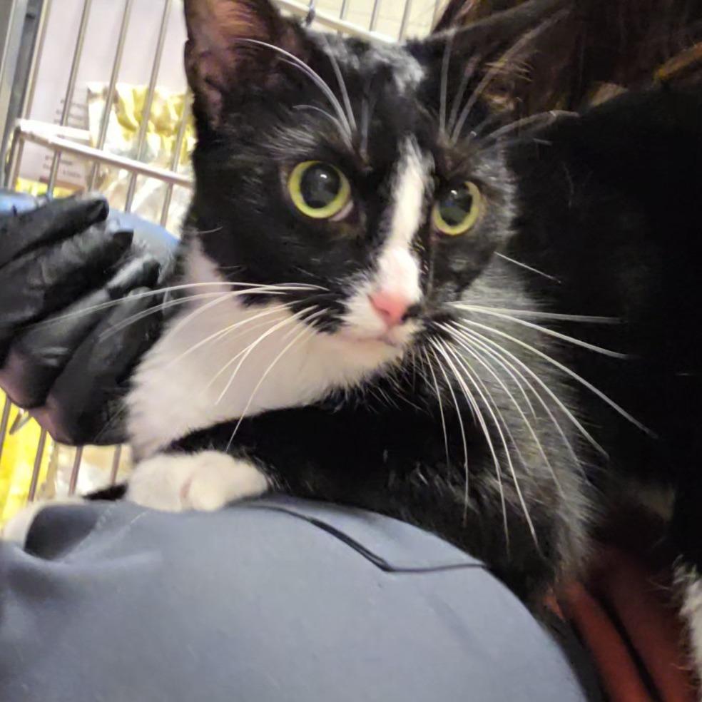 Enlarge Lenora: Visit me at Elkhart PetSmart!, a Adoptable Domestic Short Hair in Bristol, IN image 4/5