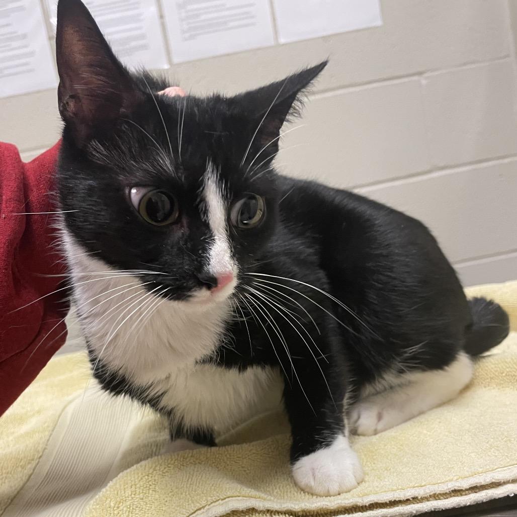 Enlarge Lenora: Visit me at Elkhart PetSmart!, a Adoptable Domestic Short Hair in Bristol, IN image 5/5